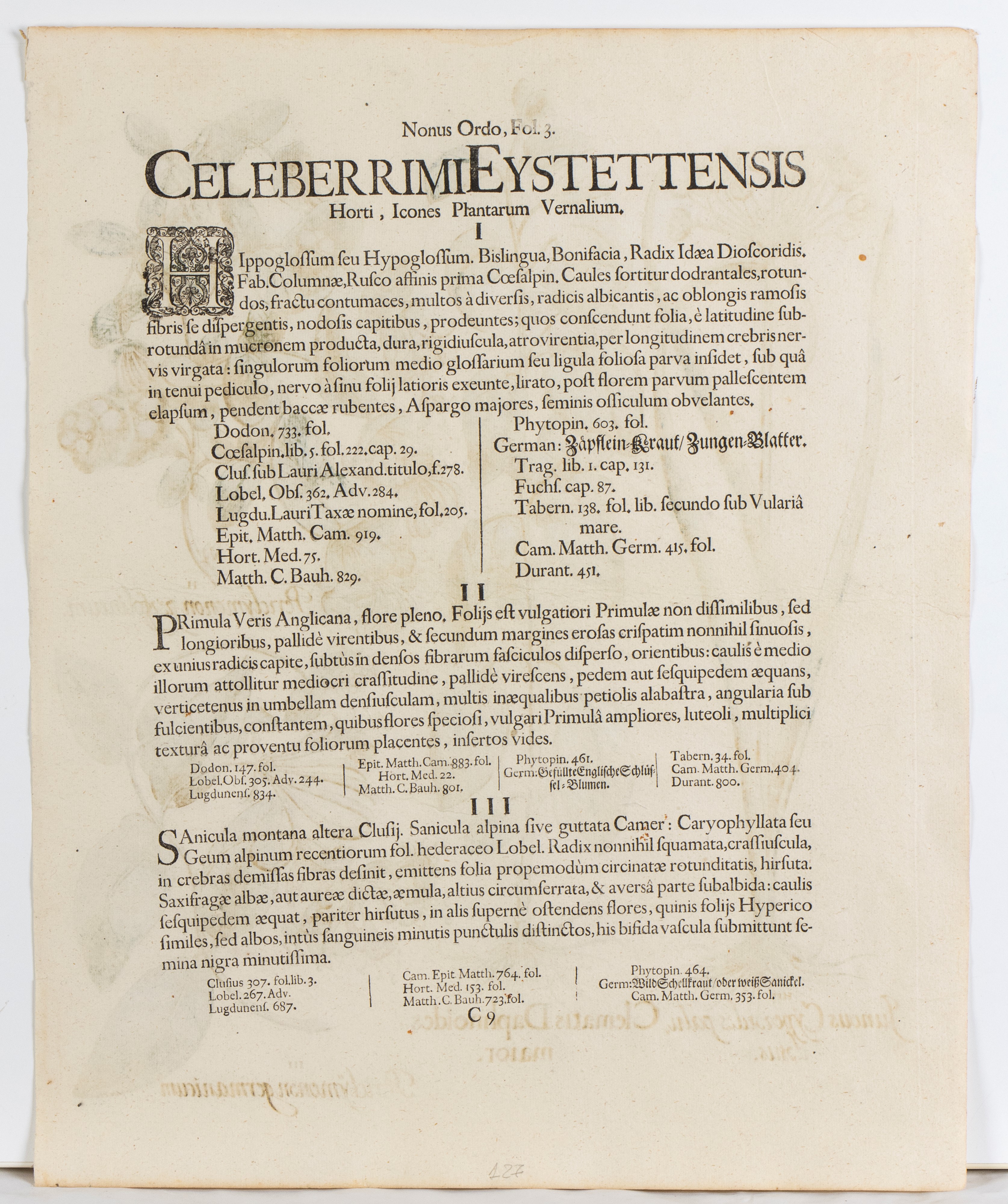 Basilius Besler - Juncus, Clematis, Periclymenum
