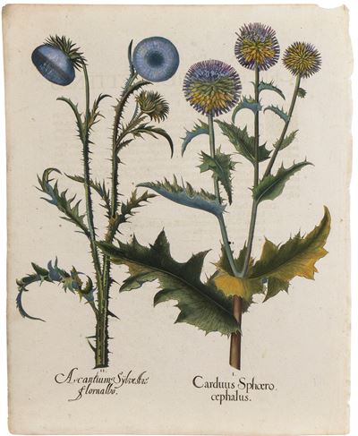 Acanthus e Cardo