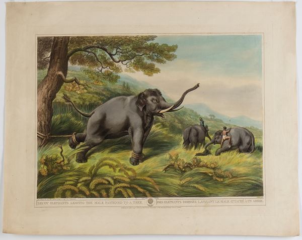 Henri Merke - Decoy Elephants leaving the Male fastened to a Tree