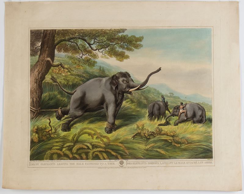 Henri Merke - Decoy Elephants Leaving The Male Fastened To a Tree