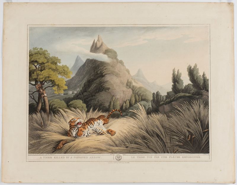 Henri Merke - A Tiger Killed By a Poisoned Arrow