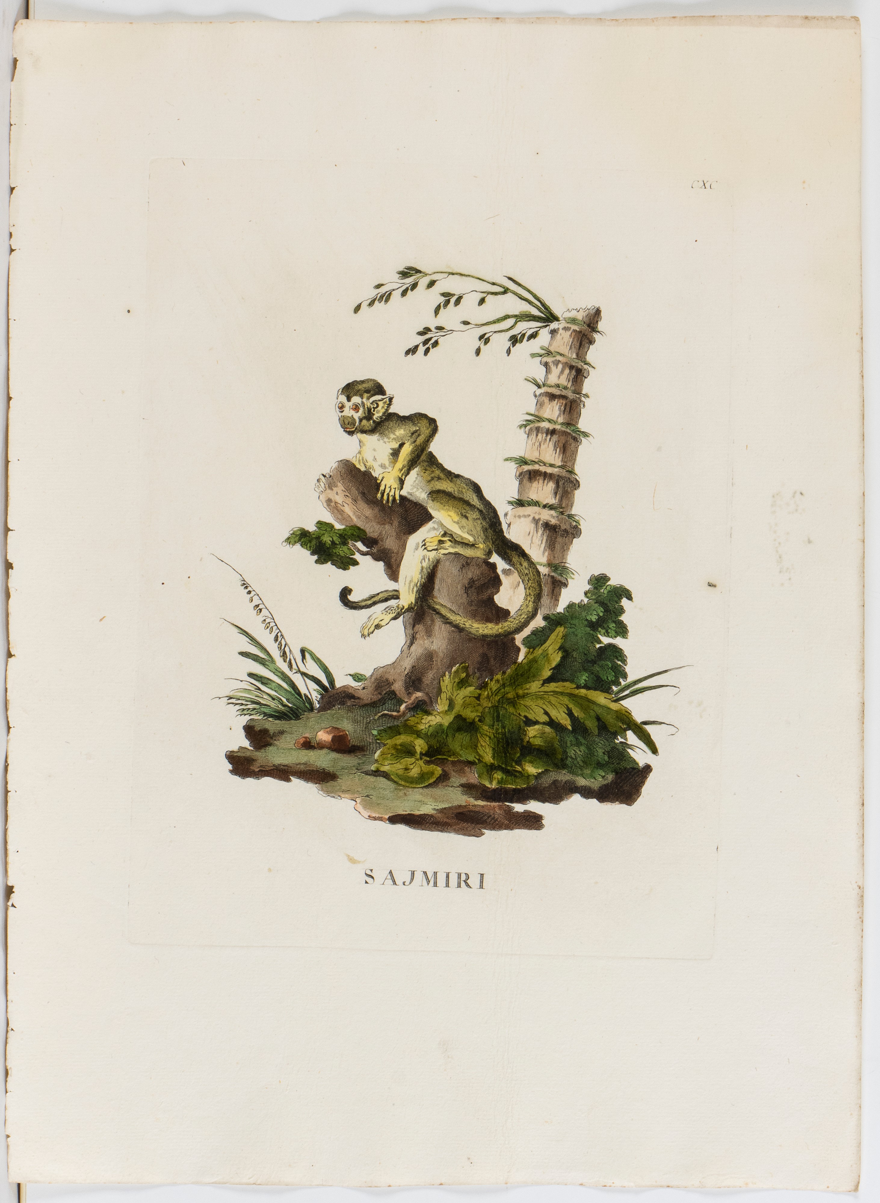 Lotto di 6 incisioni raffiguranti animali