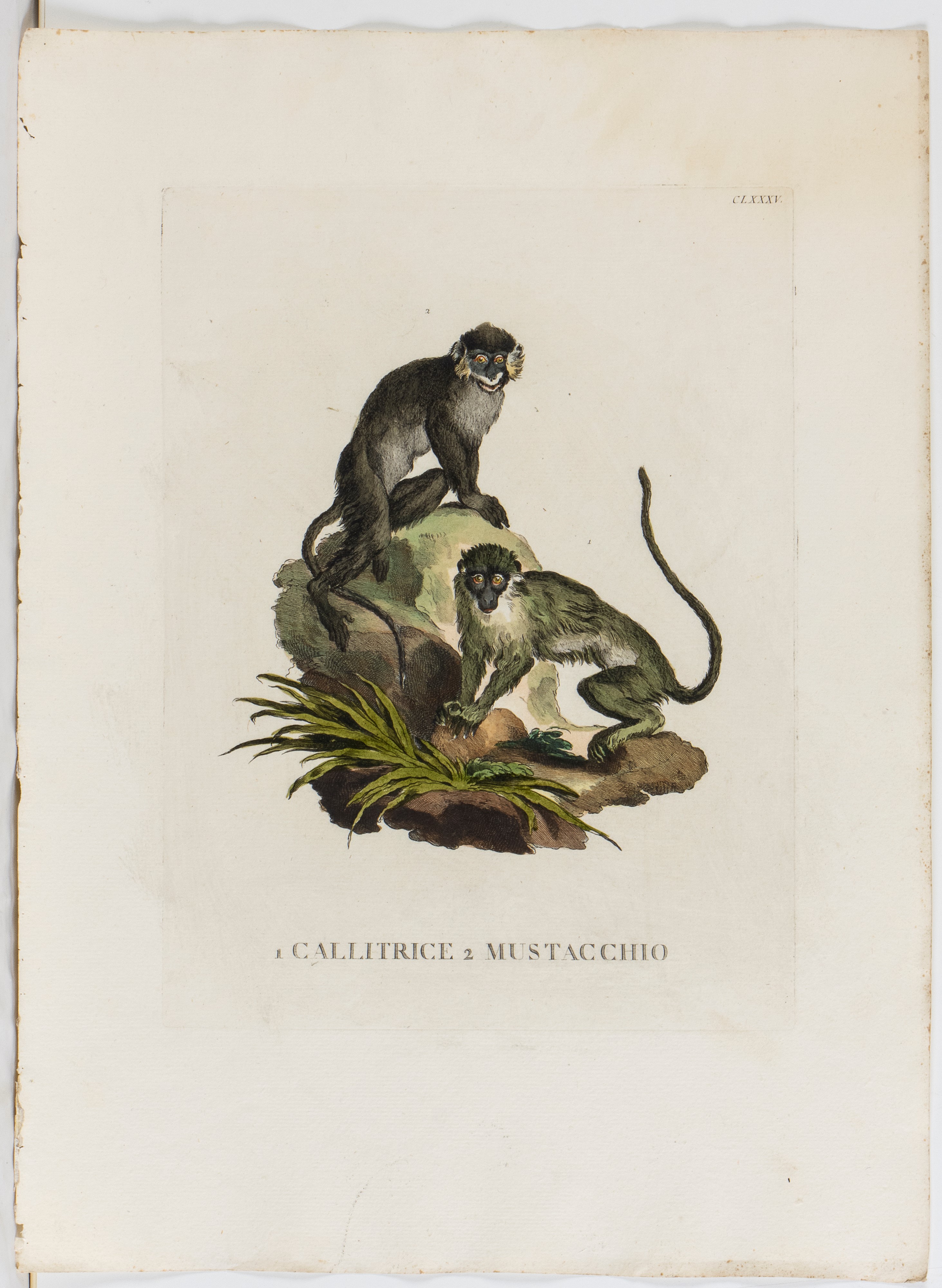 Lotto di 6 incisioni raffiguranti animali