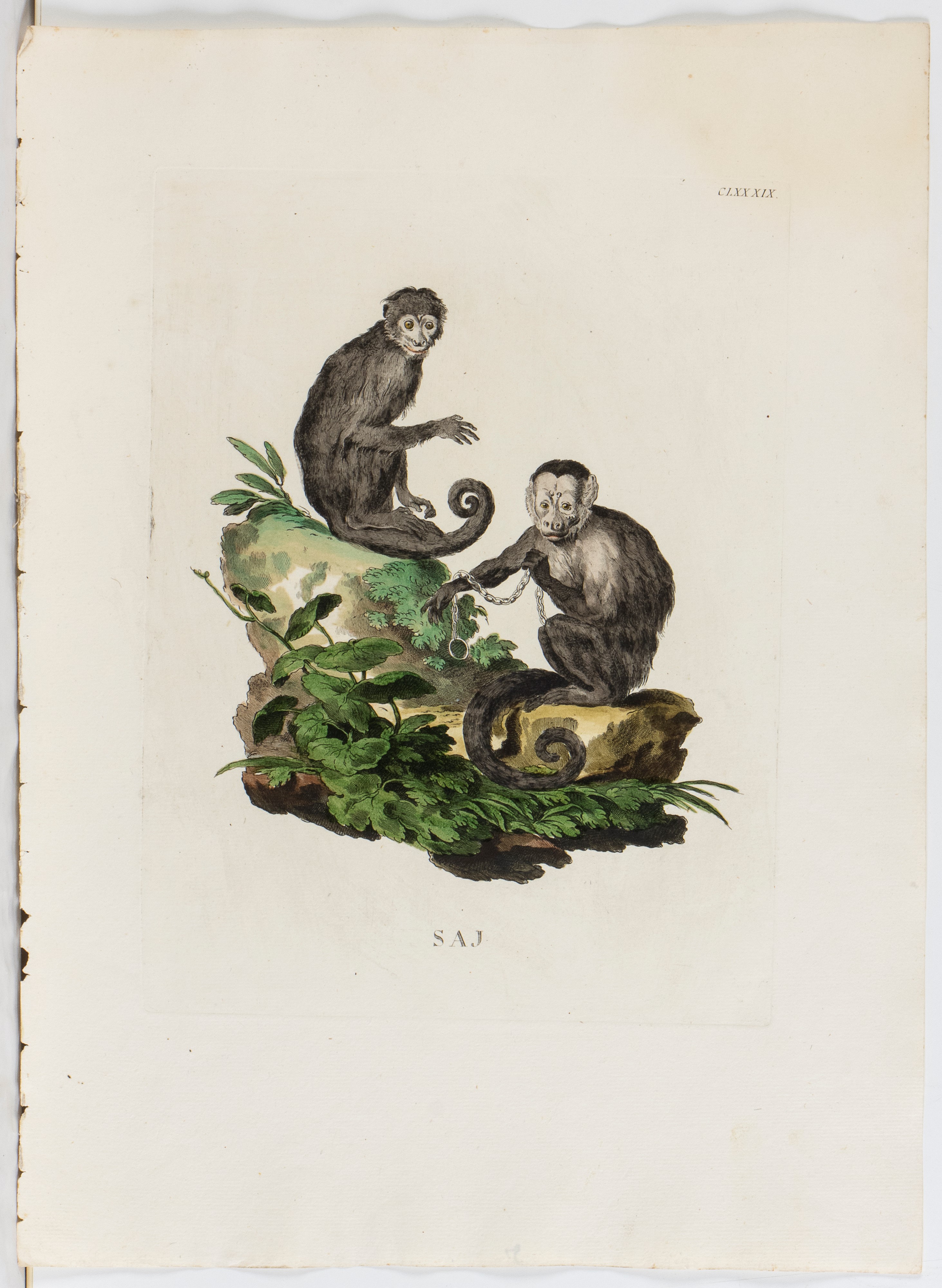 Lotto di 6 incisioni raffiguranti animali