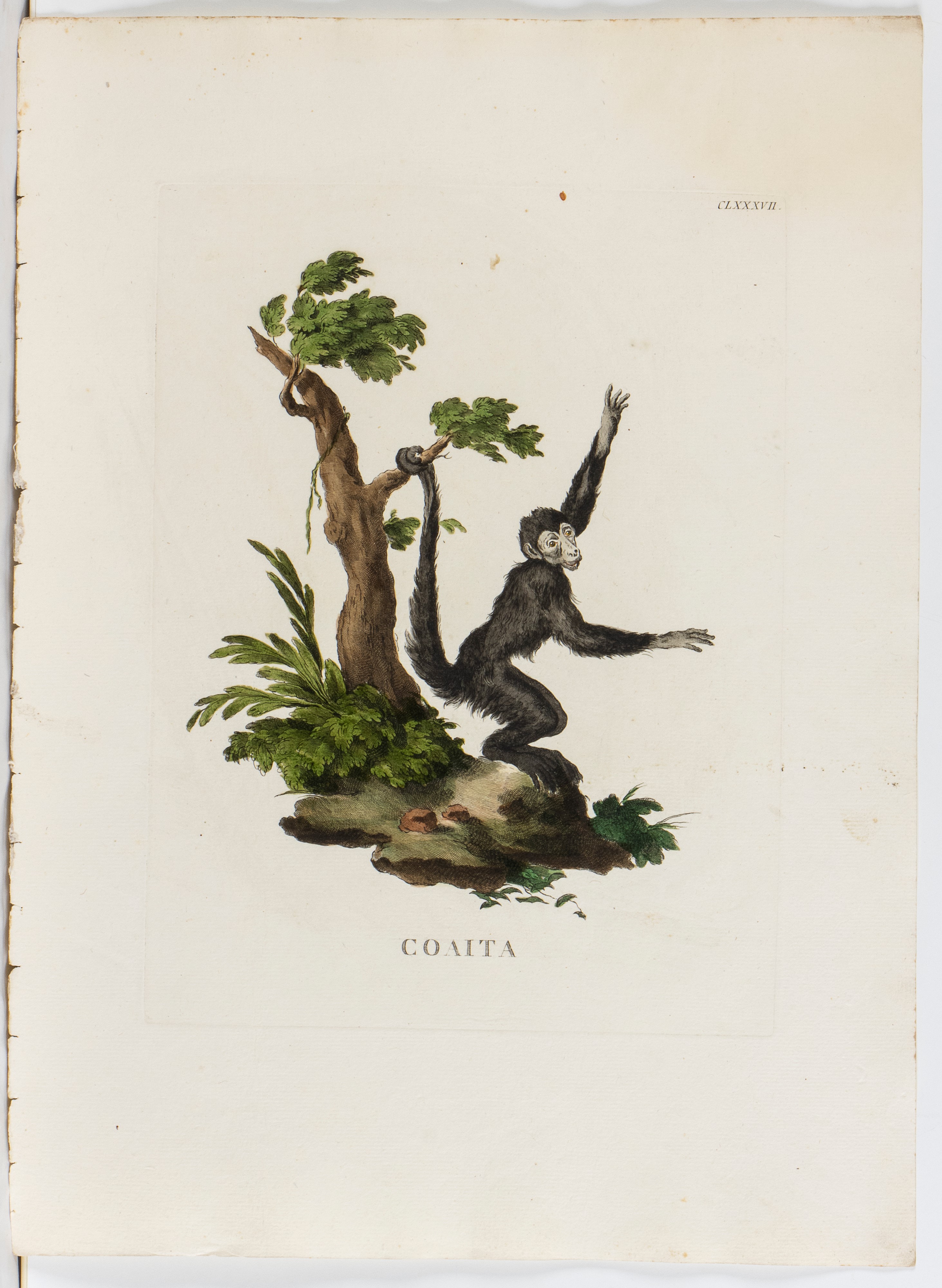 Lotto di 6 incisioni raffiguranti animali