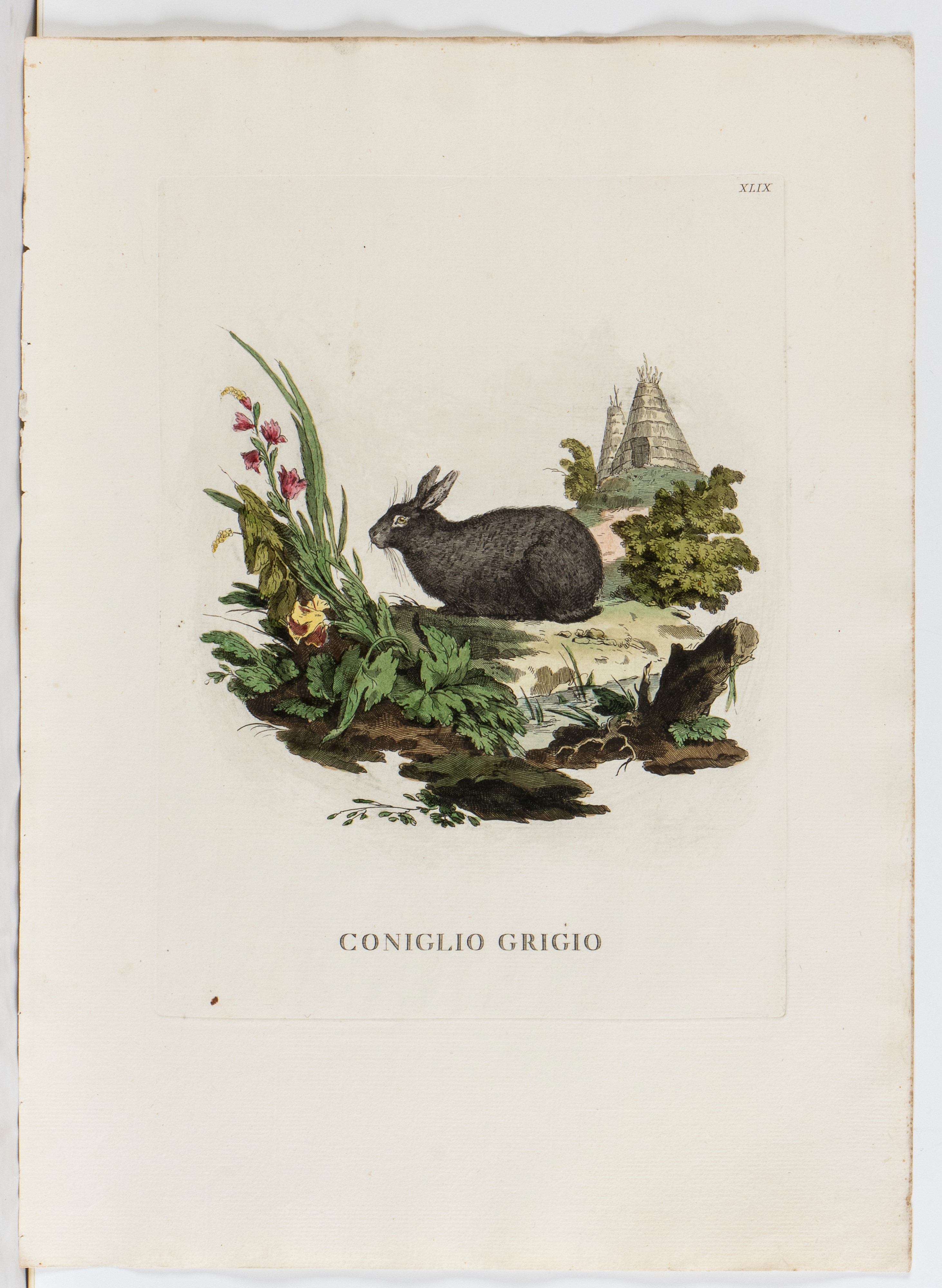 Lotto di 6 incisioni raffiguranti animali