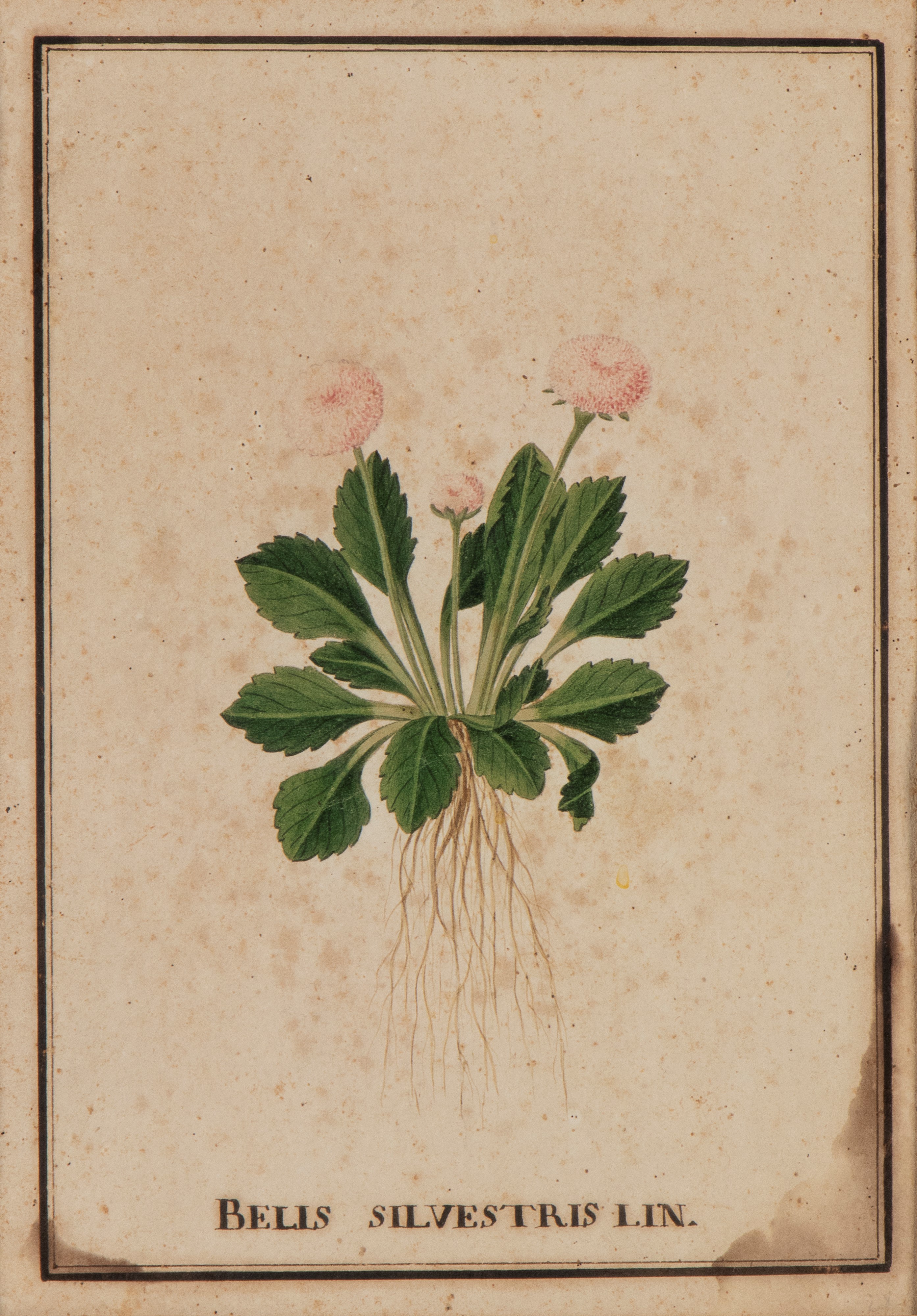 Bellis Silvestris Lin | Tulipano Pappagallo