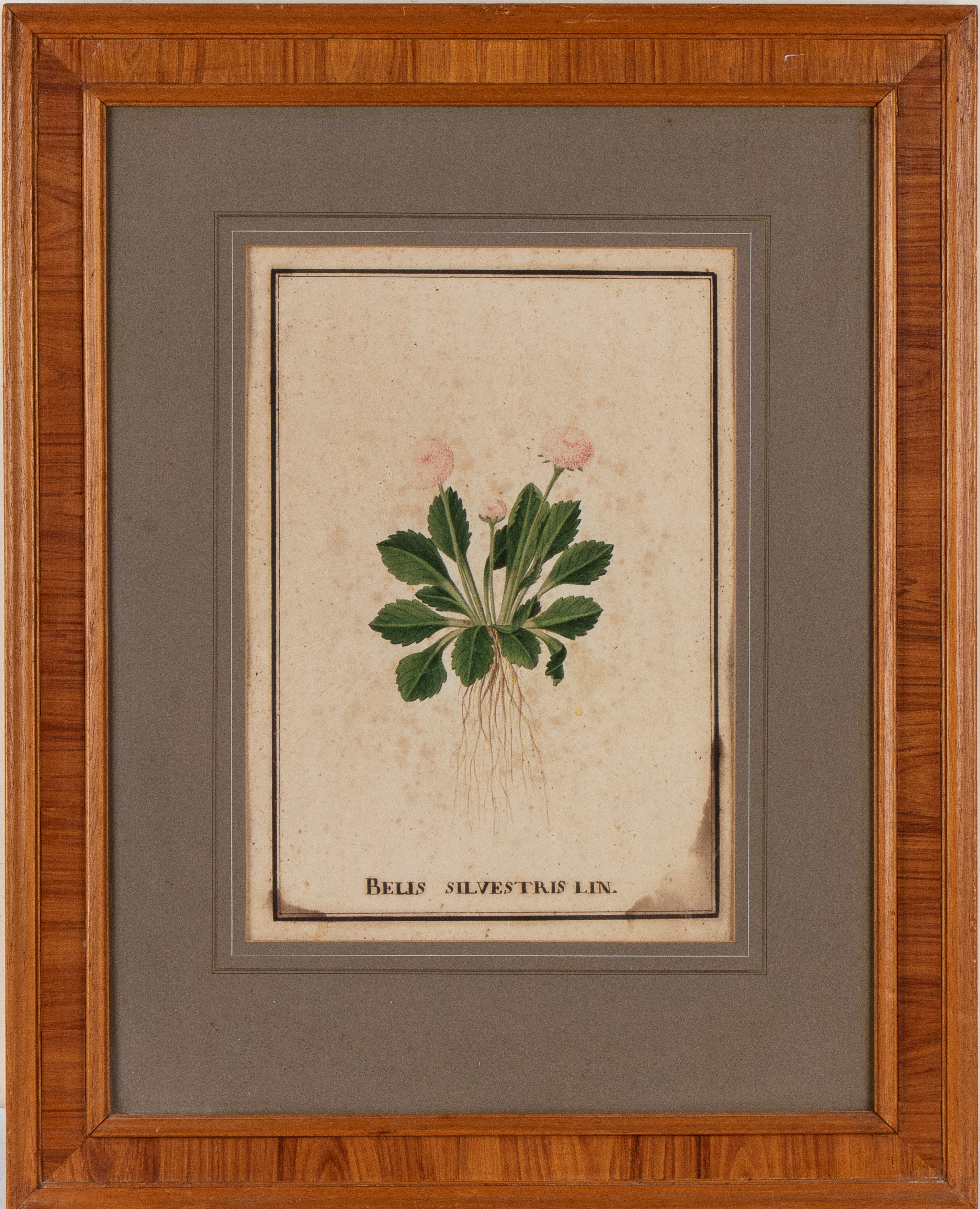 Bellis Silvestris Lin | Tulipano Pappagallo