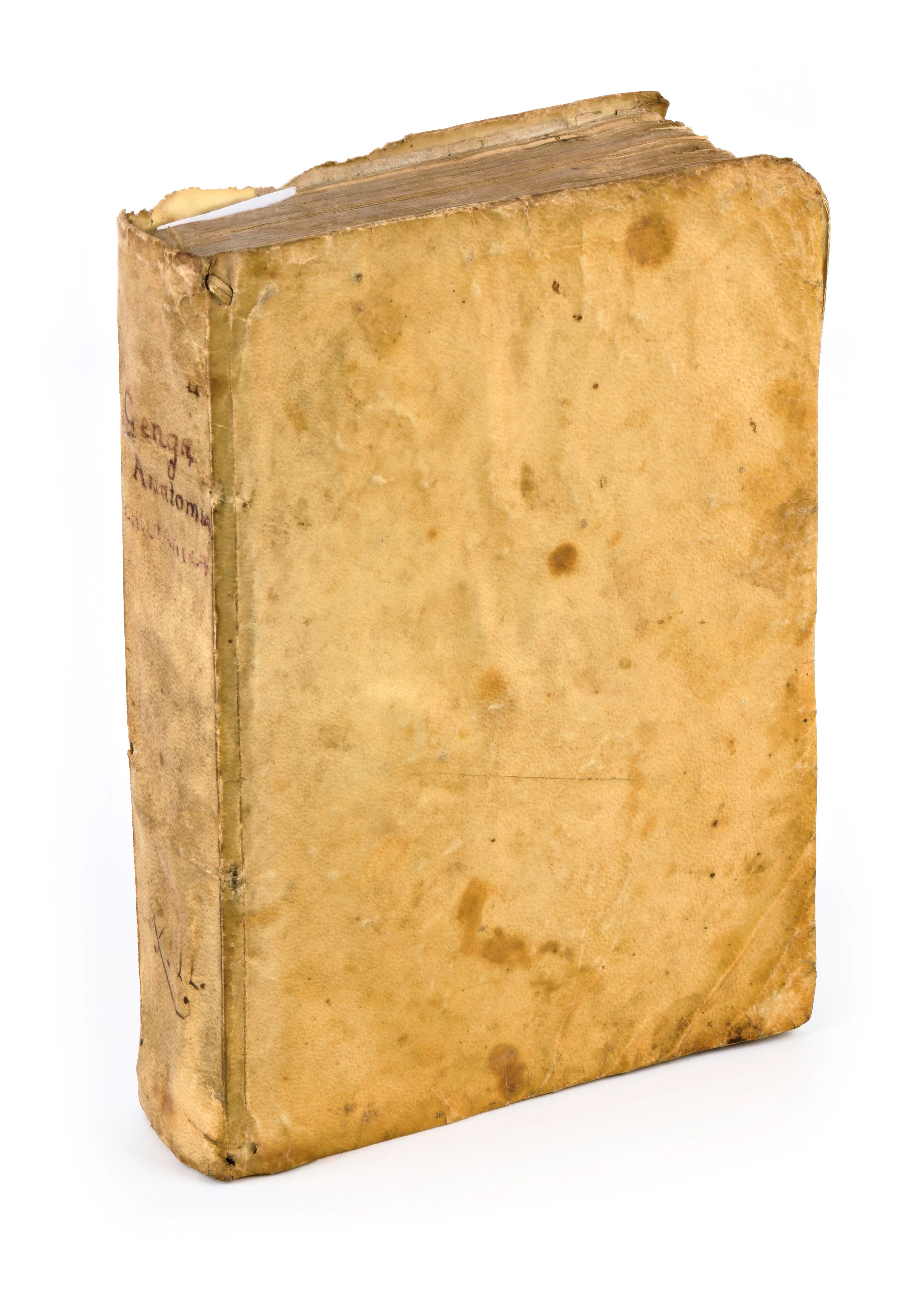 [Medicina] Genga, Bernardino : Anatomia chirurgica cioe Istoria anatomica dell'ossa, e muscoli de...