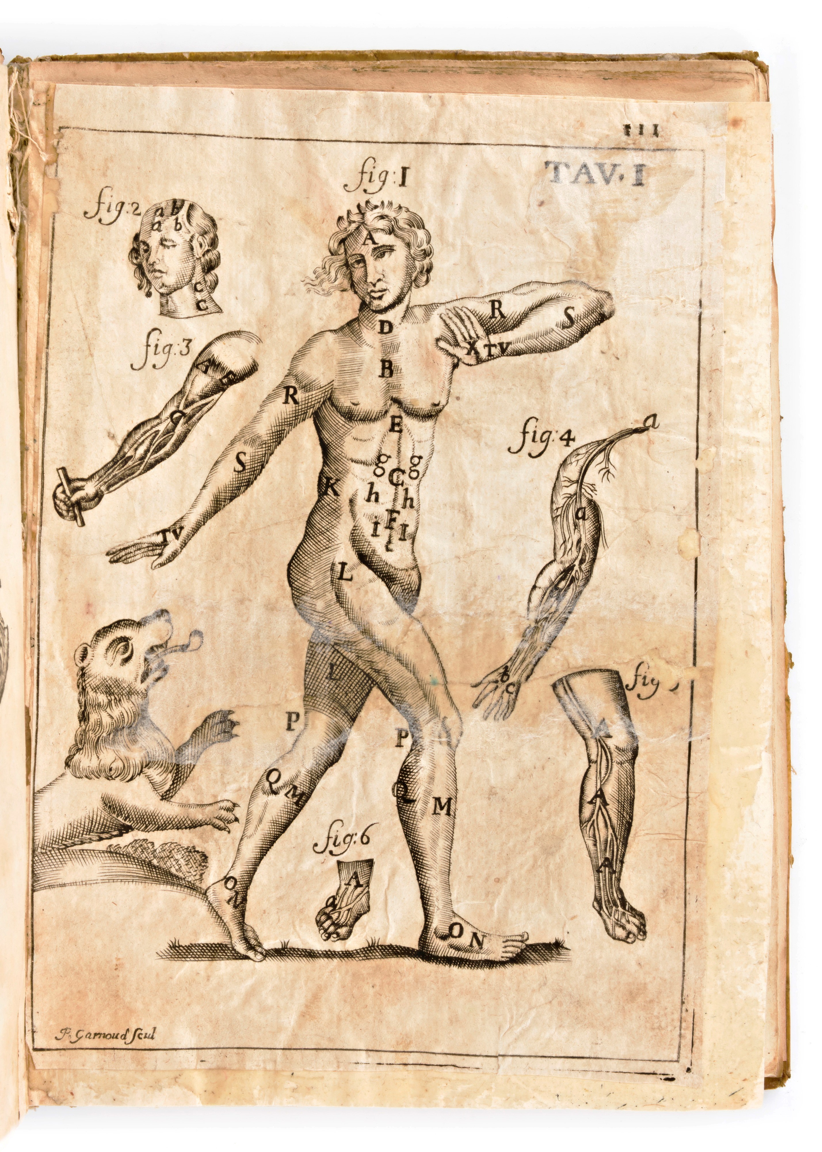 [Anatomia] Pascoli, Alessandro : Il corpo-umano, o breve storia, dove con nuovo metodo si descriv...