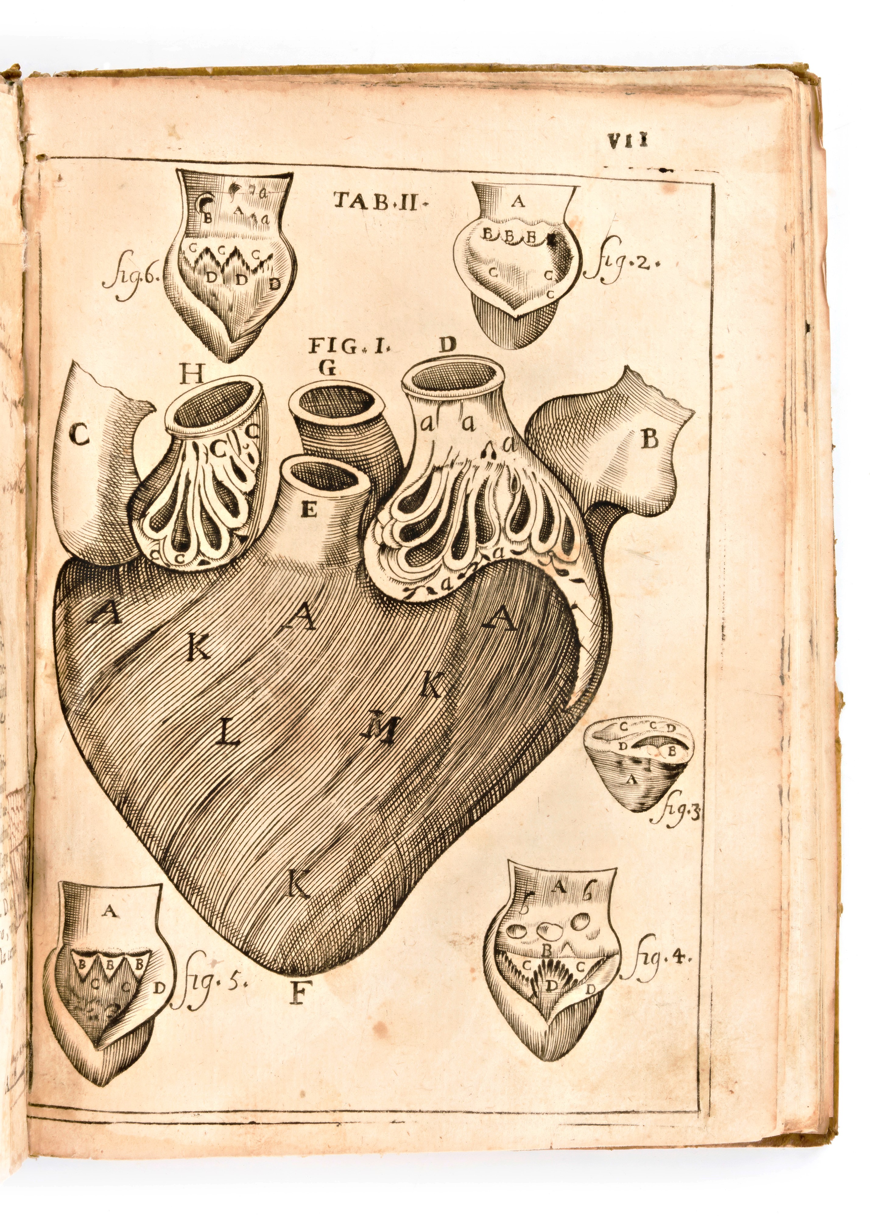 [anatomia] Pascoli, Alessandro : il Corpo-umano, o Breve Storia, Dove con Nuovo Metodo Si Descriv...