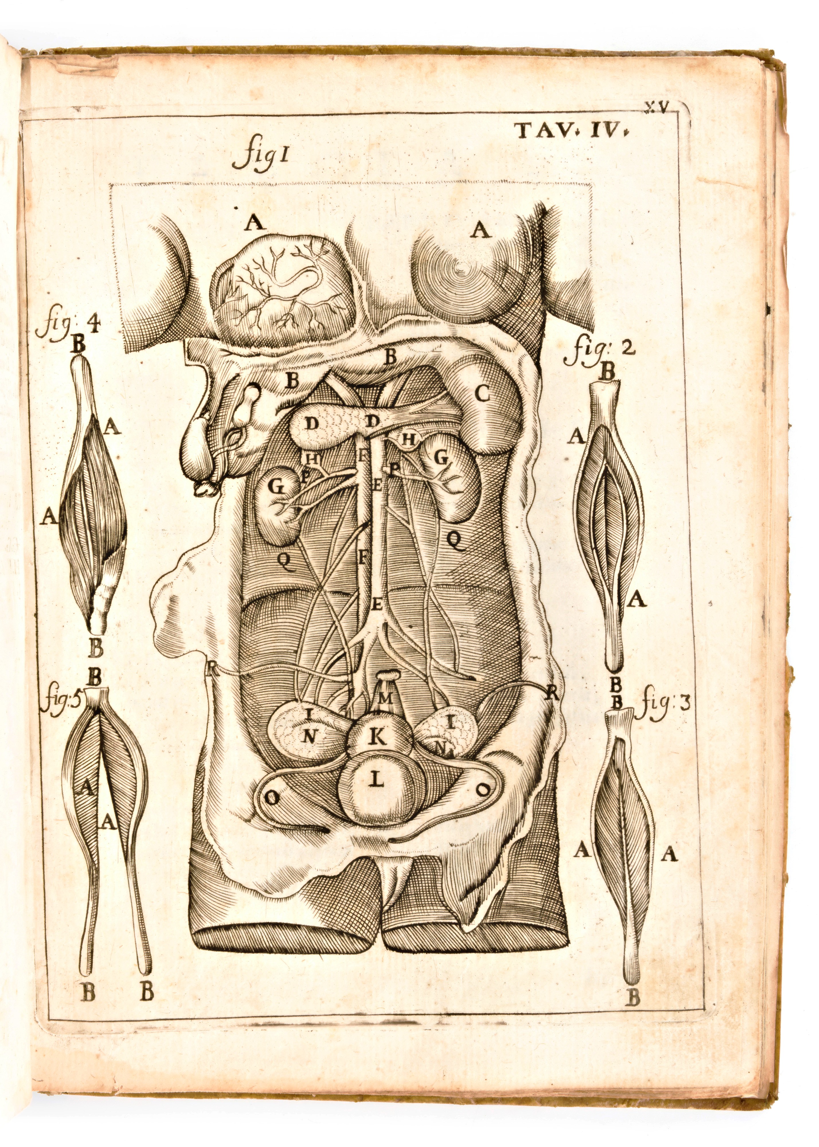 [anatomia] Pascoli, Alessandro : il Corpo-umano, o Breve Storia, Dove con Nuovo Metodo Si Descriv...
