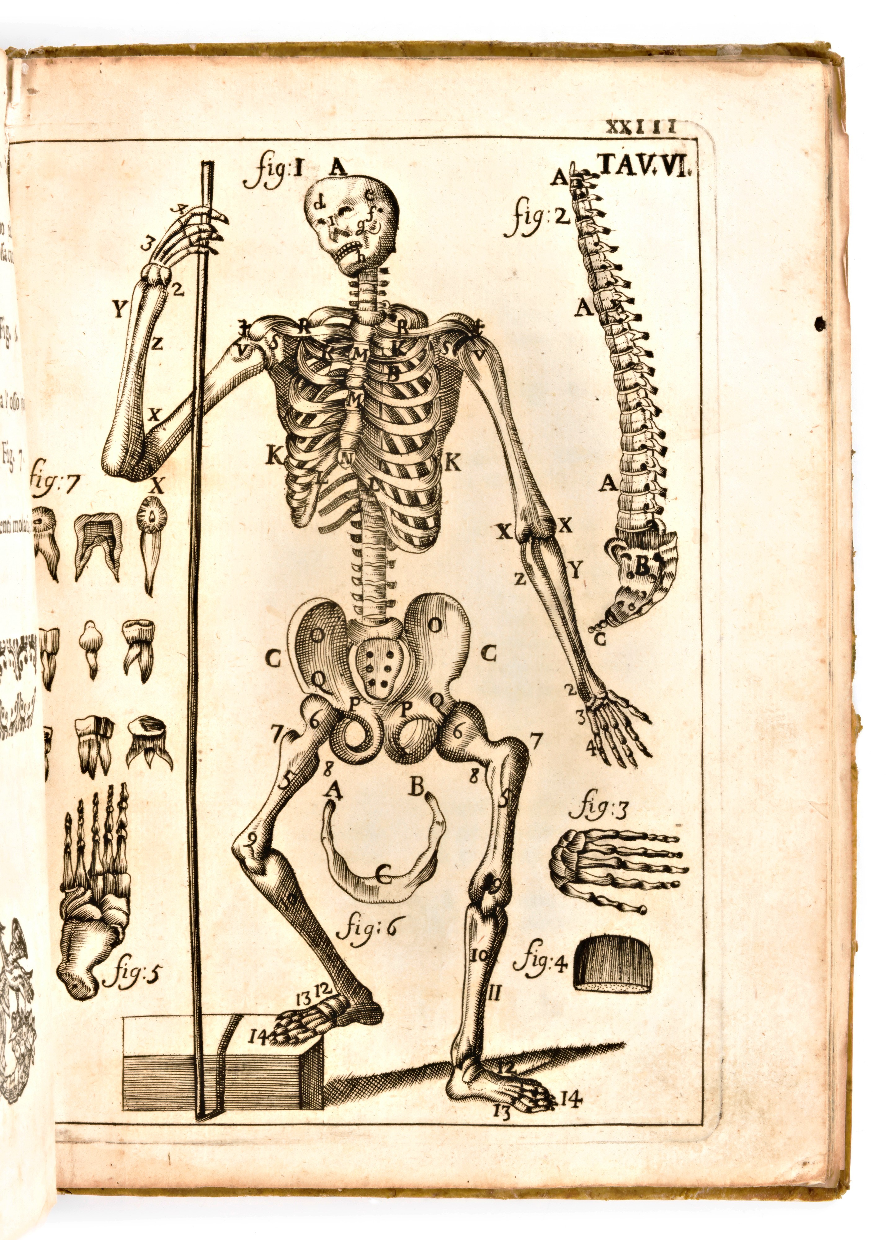 [anatomia] Pascoli, Alessandro : il Corpo-umano, o Breve Storia, Dove con Nuovo Metodo Si Descriv...