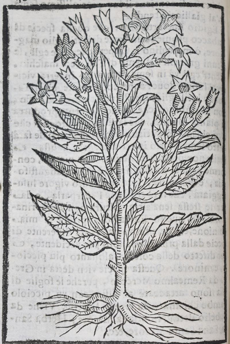 Stella, Benedetto: il Tabacco. Opera di D. Benedetto Stella da Ciuita Castellana M.D.s.b. nella Q...