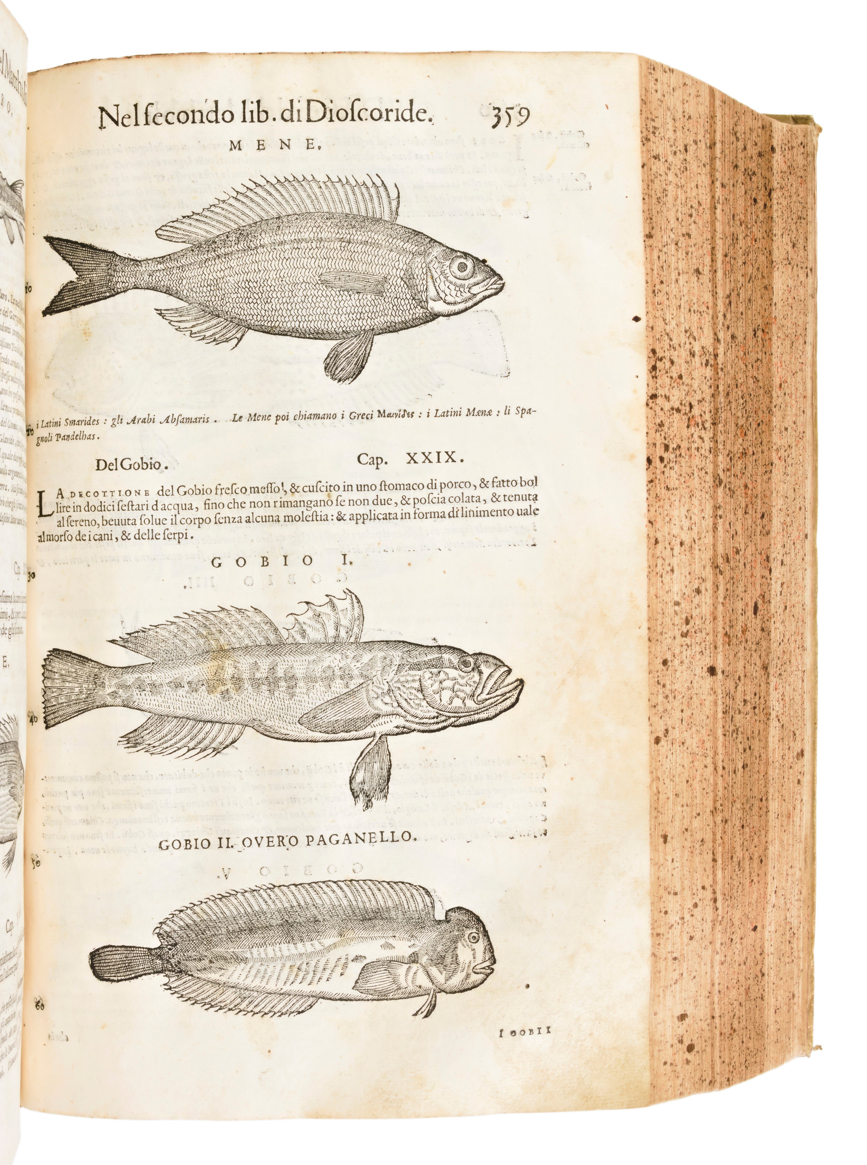 [Erbario] Mattioli, Pietro Andrea : I discorsi di m. Pietro Andrea Matthioli ... nelli sei libri ...