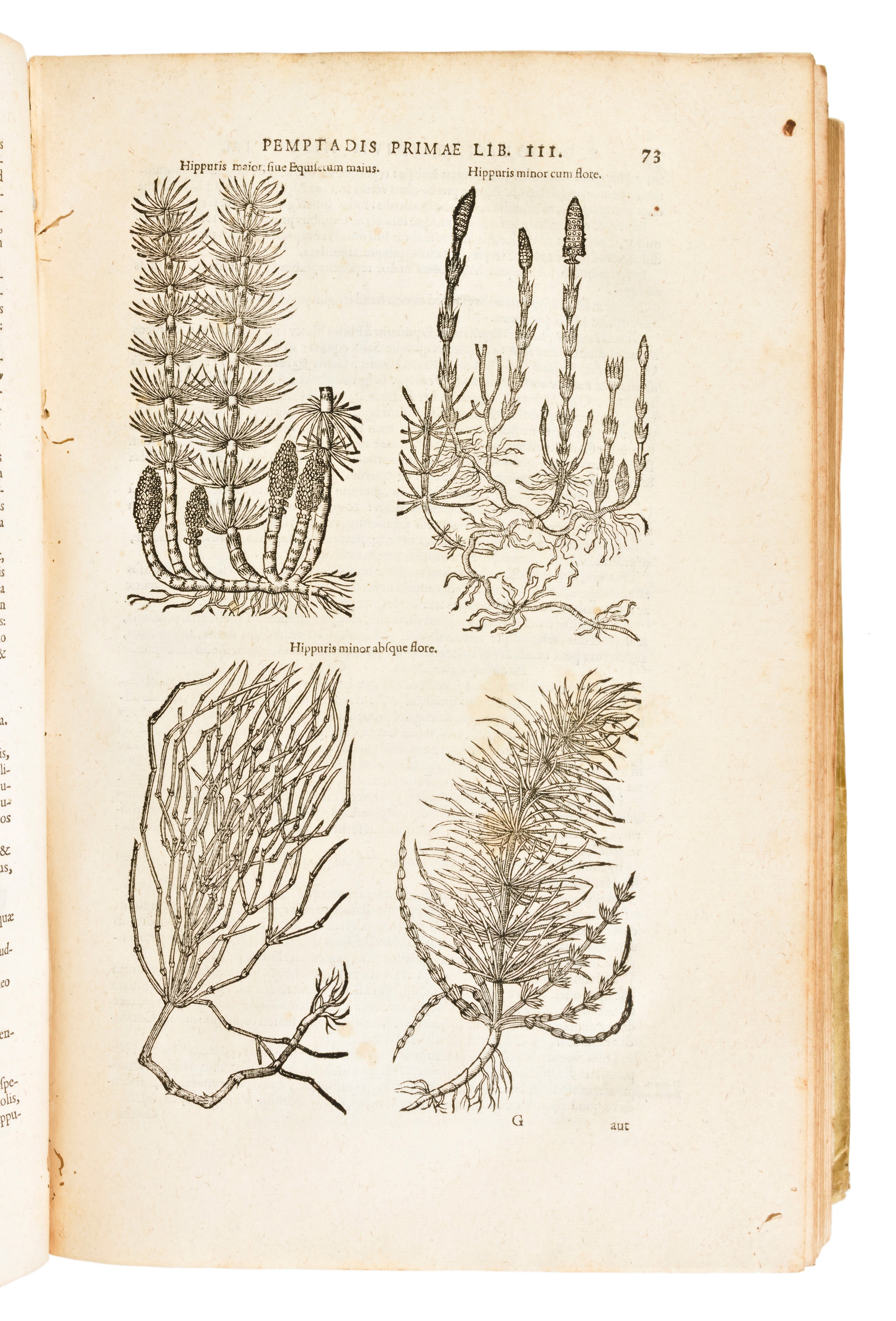 [Erbario] Dodoens, Rembert : Remberti Dodonaei ... Stirpium historiae pemptades sex siue libri 30...