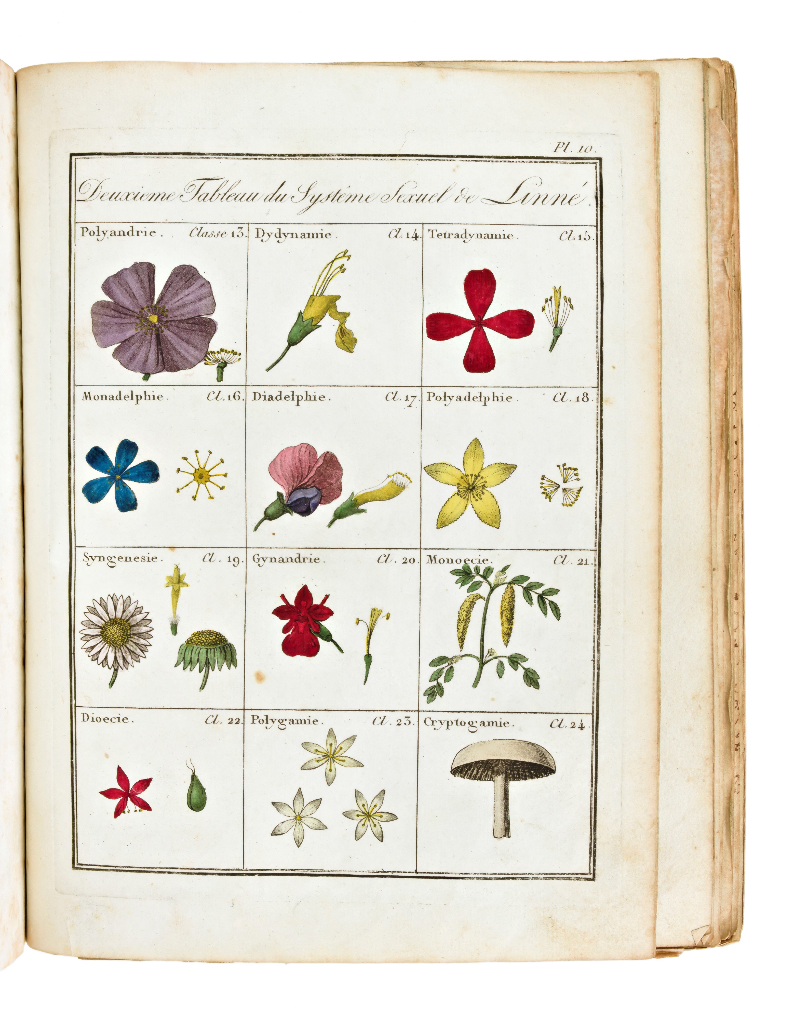 [ Botanica / Erbario ] Roques Joseph : Plantes Usuelles, Indigènes Et Exotiques. Tome Premier (-s...