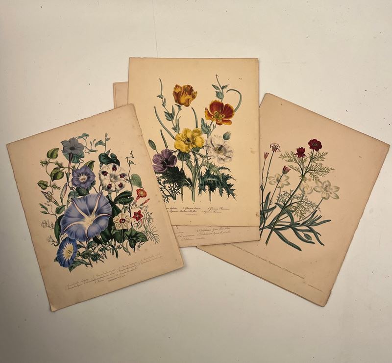 Day & Haghe – Lotto di 6 Litografie da Ladies' Flower-garden