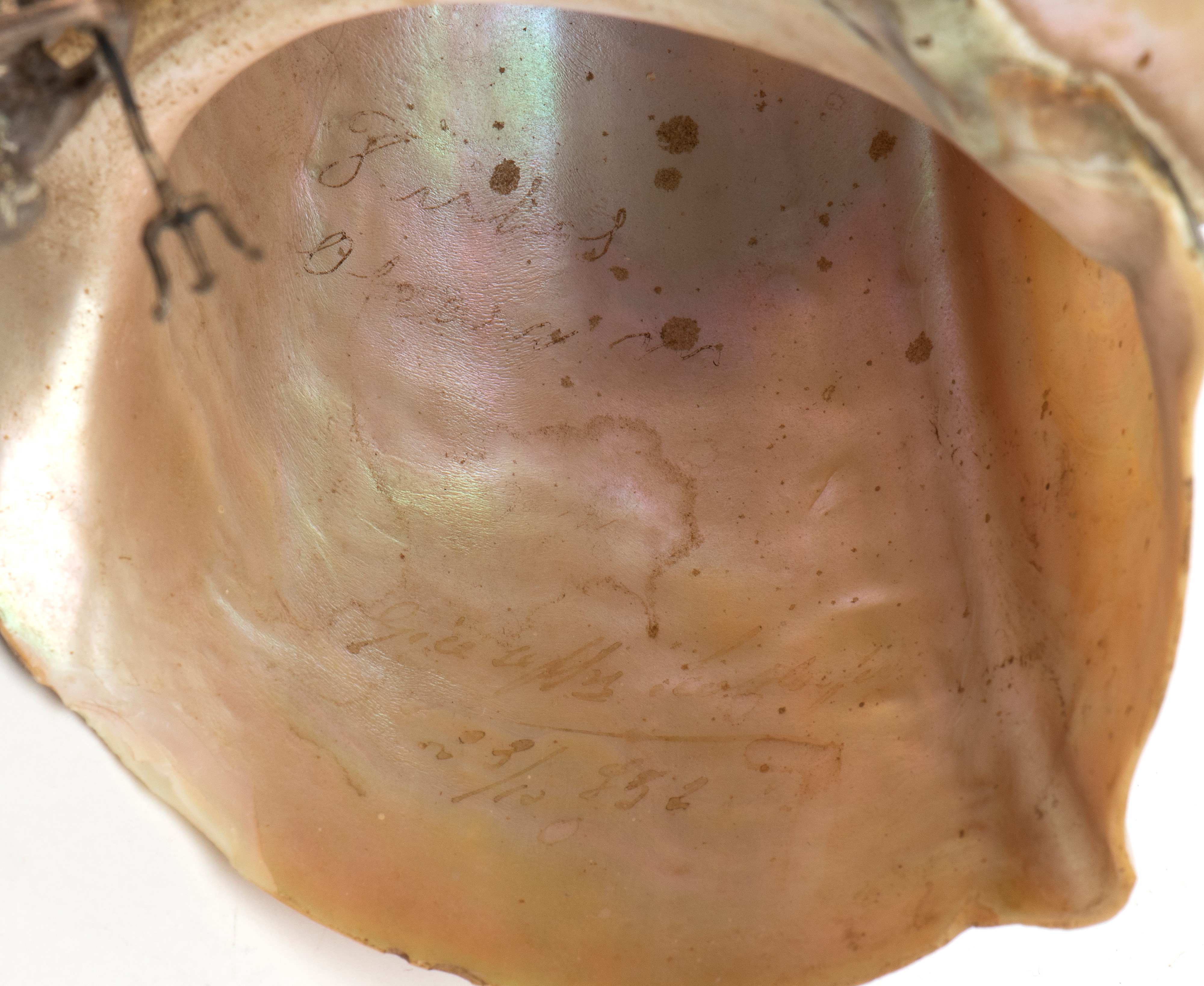 Ambito tedesco, Coppa in argento con conchiglia (Turbo Marmoratus) e figura di Nettuno