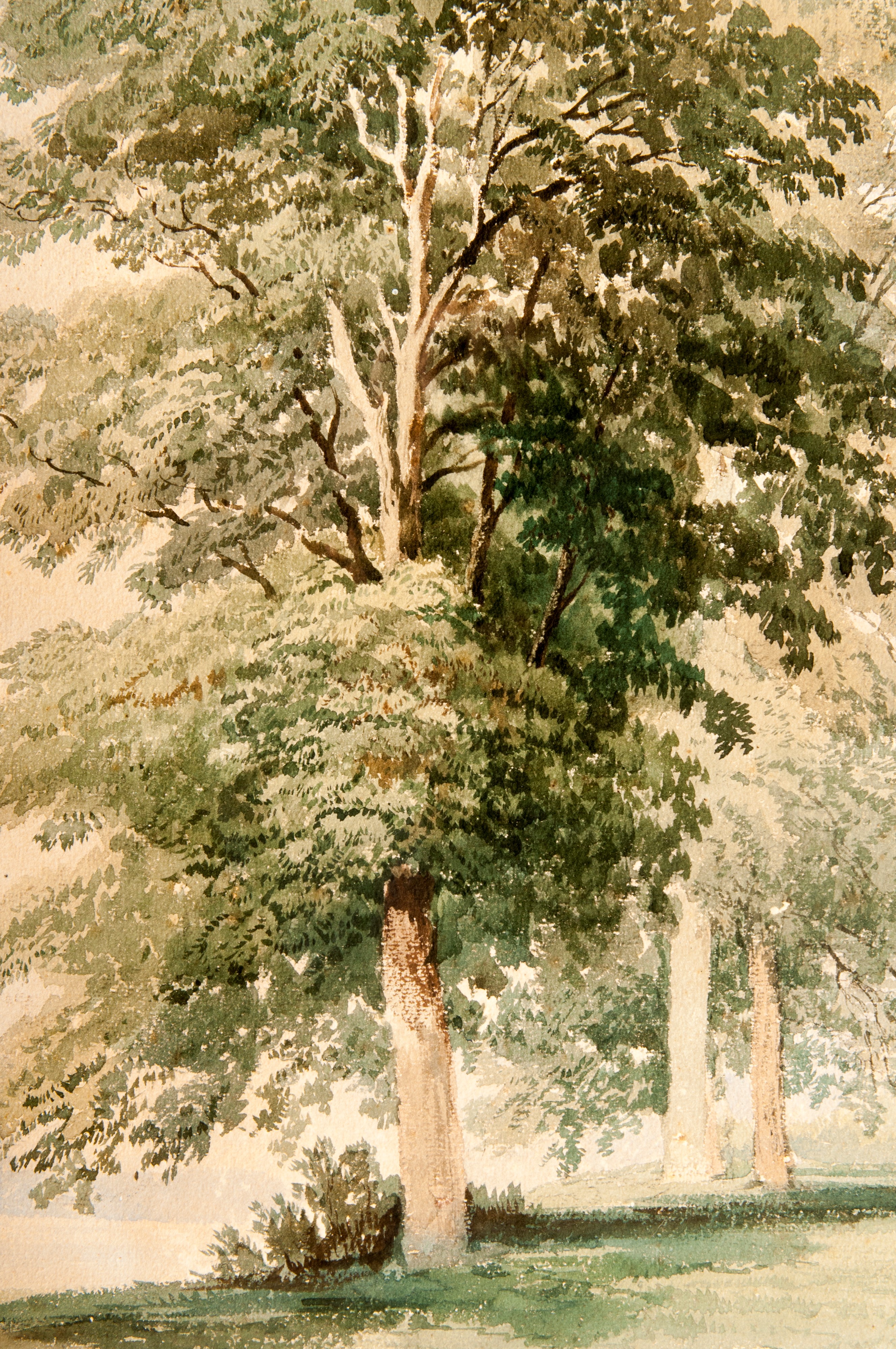 Gabriele Smargiassi - Paesaggio con Alberi
