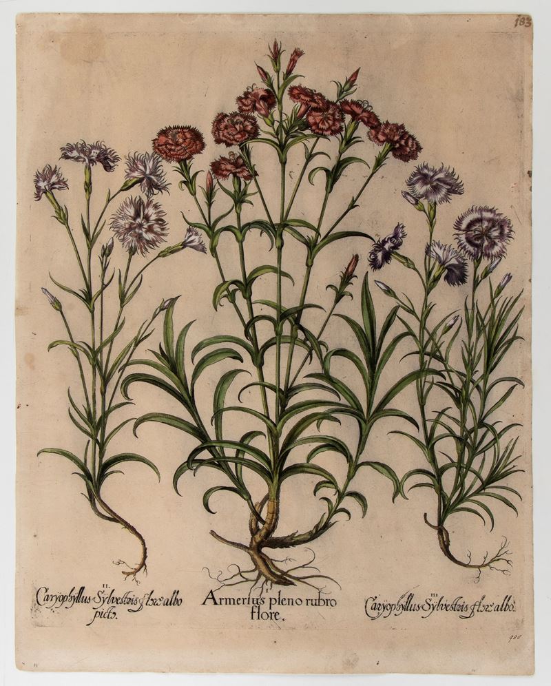 Amerius pleno rubro flore