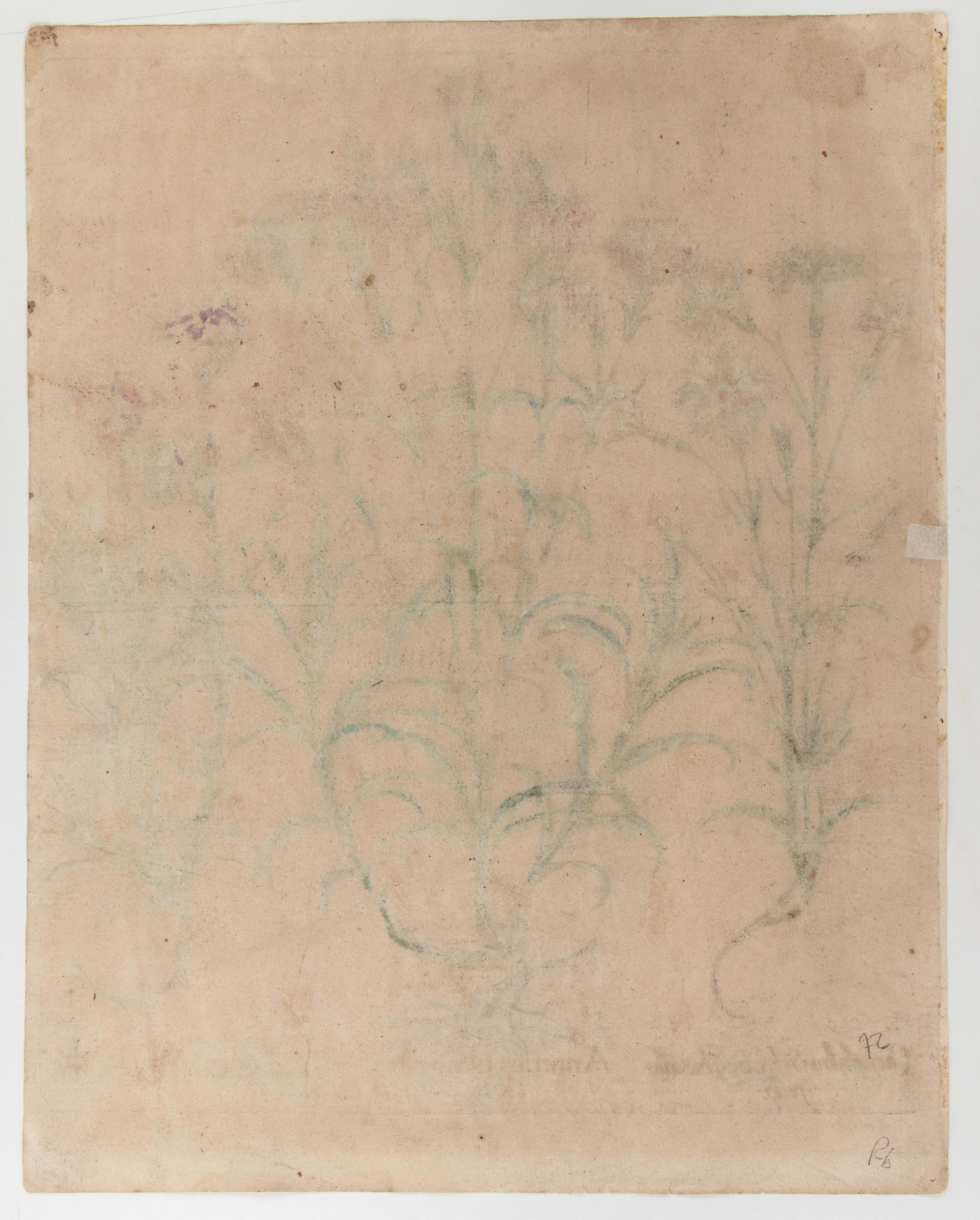 Amerius pleno rubro flore