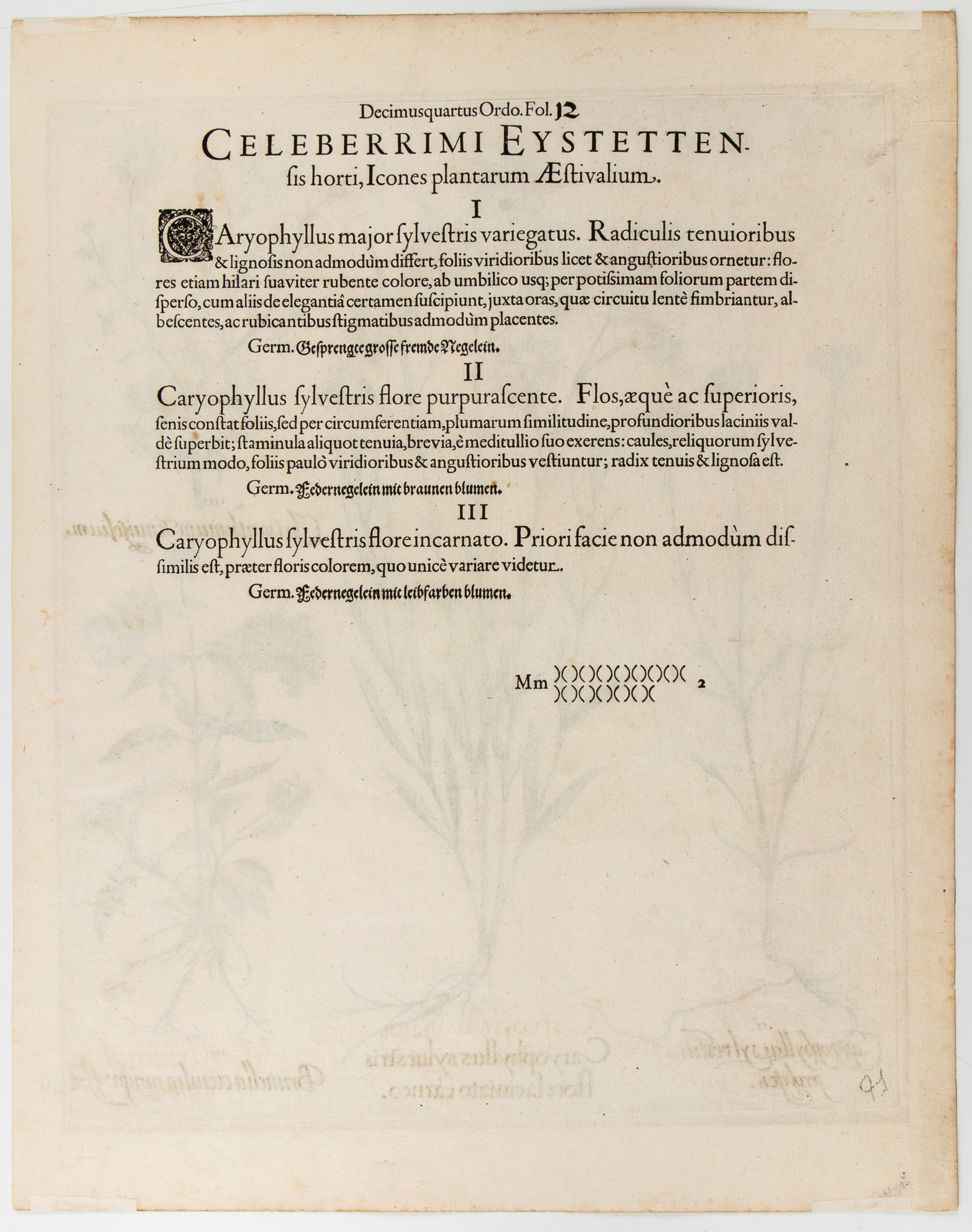 Caryophyllus sylvestris flore laciniato carneo