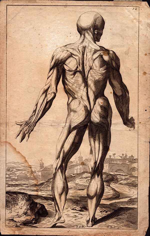 Domenico Maria Bonavera - Studio anatomico, da Tiziano