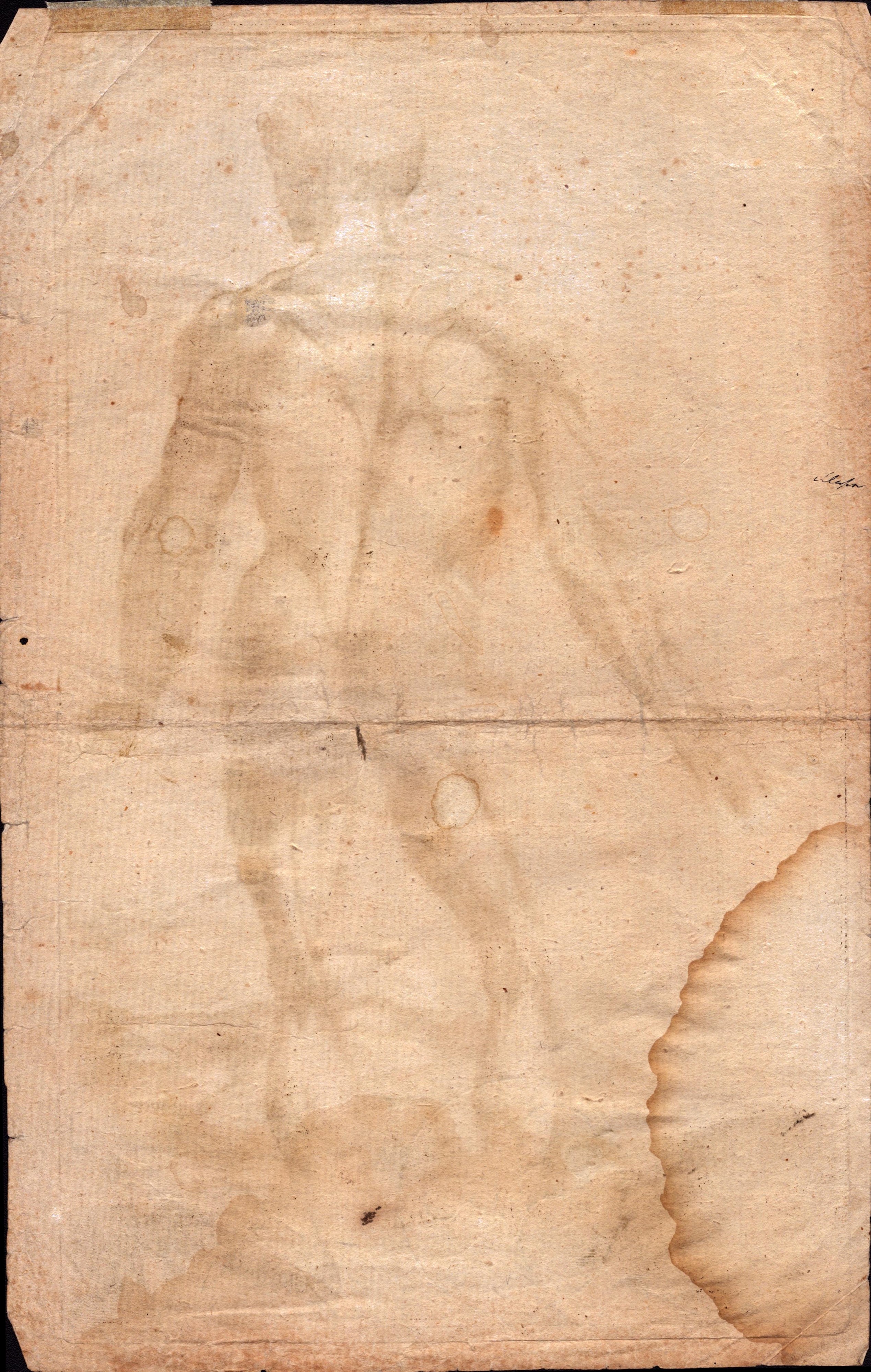 Studio anatomico, da Tiziano