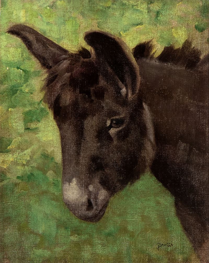 Stefano Bruzzi - Asinello