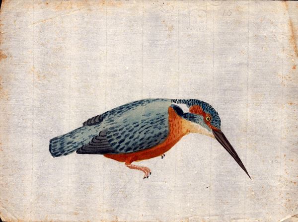 Six sheets with studies of various birds