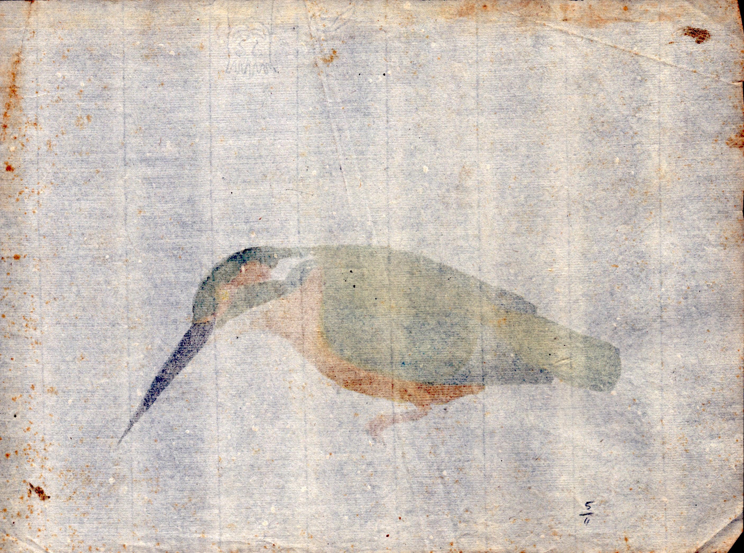 Sei fogli con studi di diversi uccelli