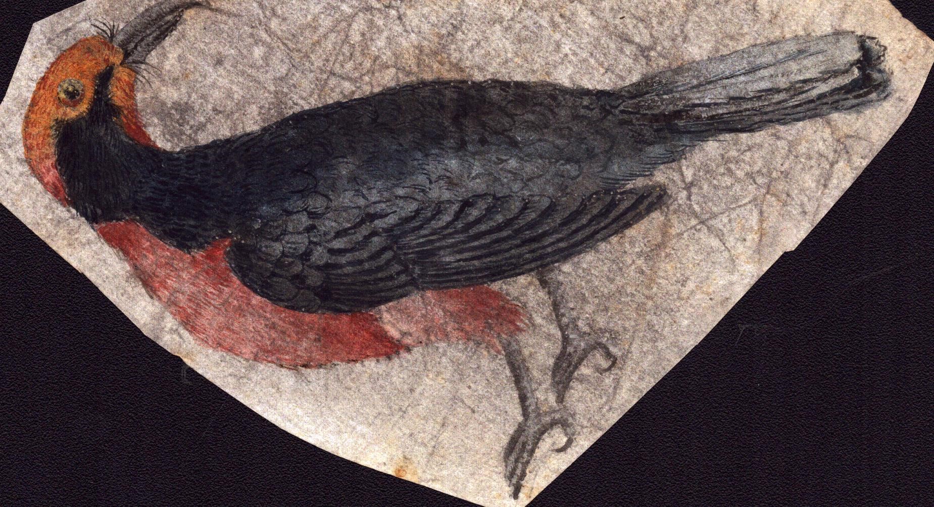 Sei fogli con studi di diversi uccelli