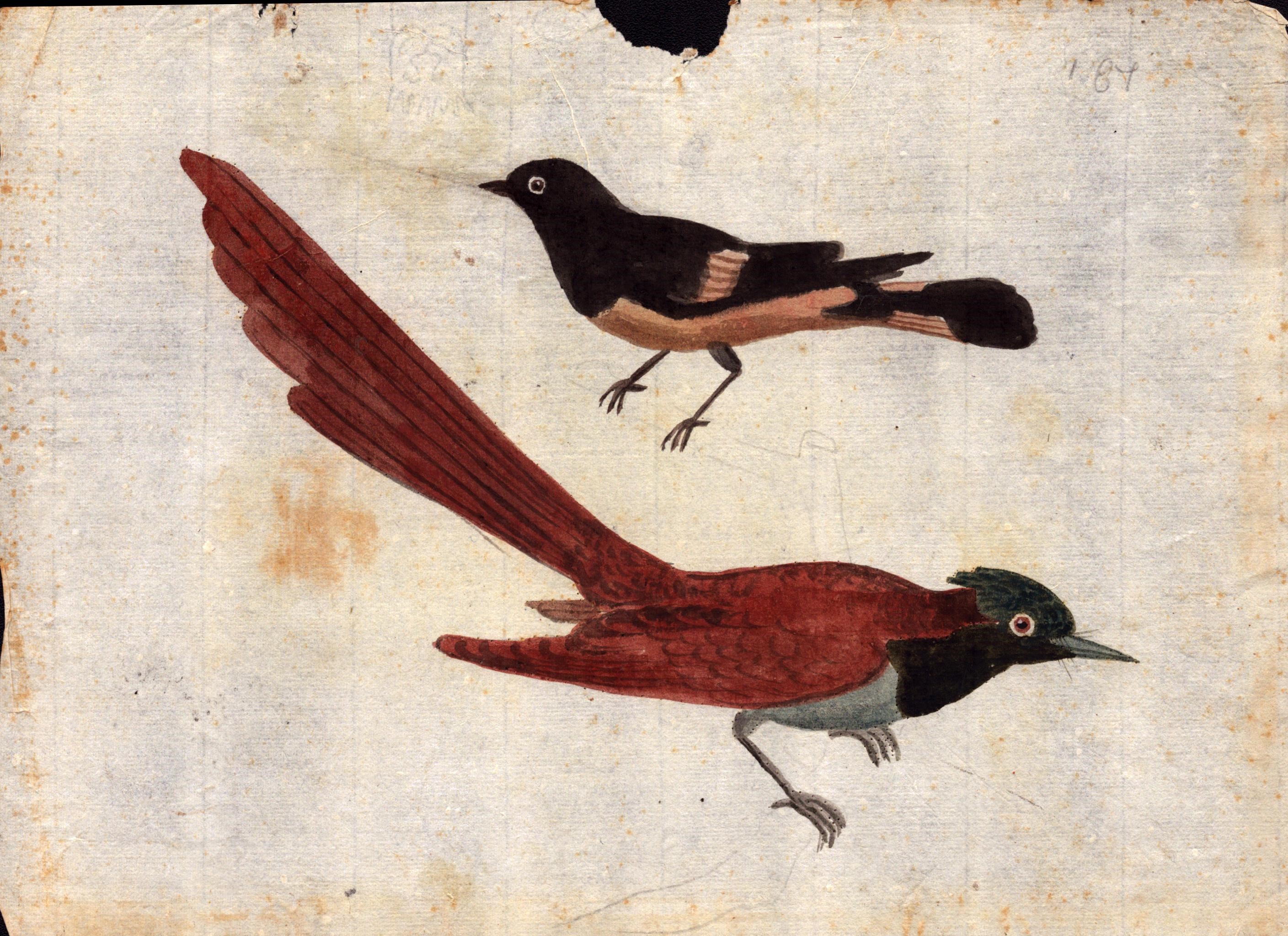 Sei fogli con studi di diversi uccelli