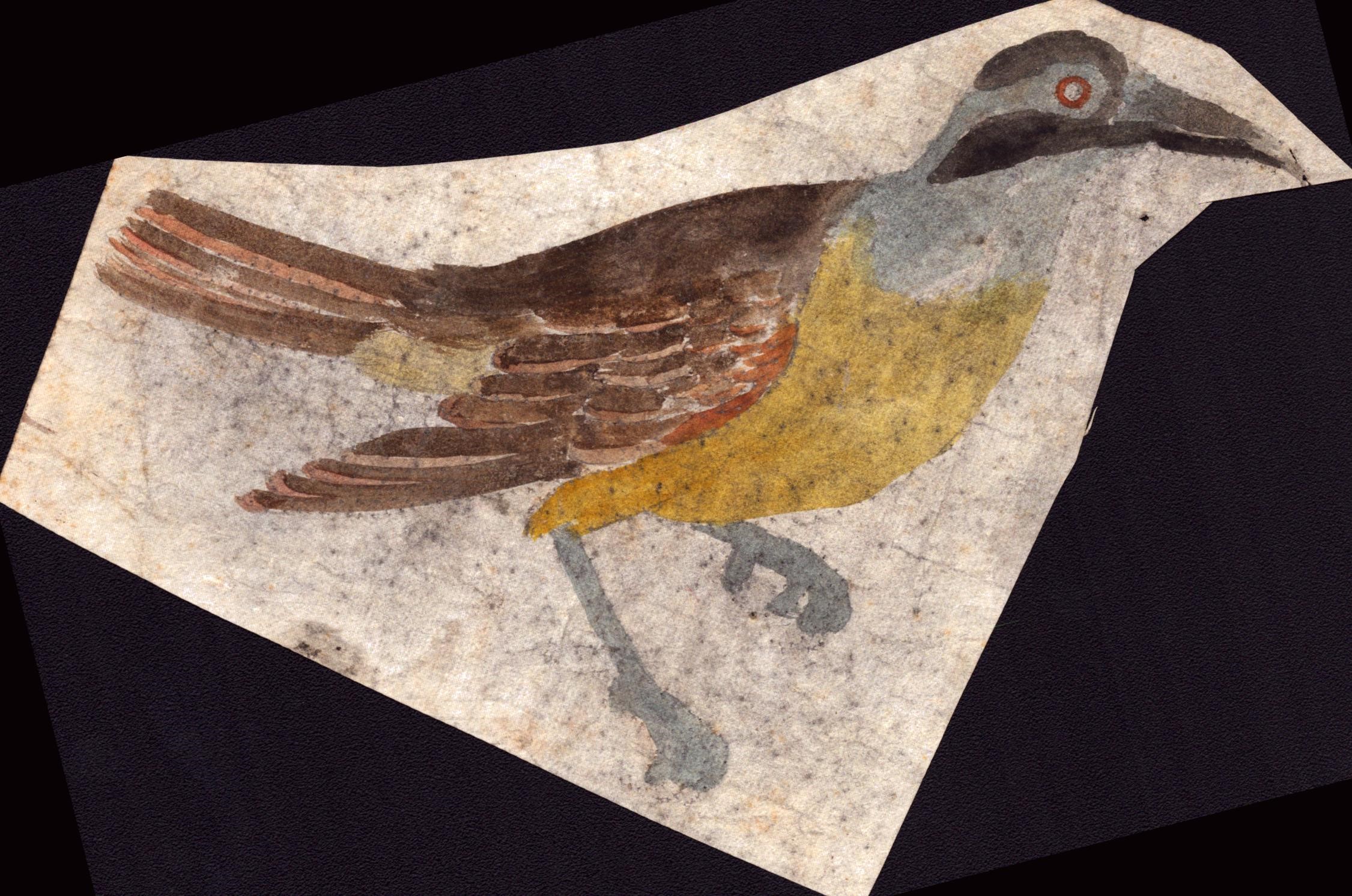 Sei fogli con studi di diversi uccelli