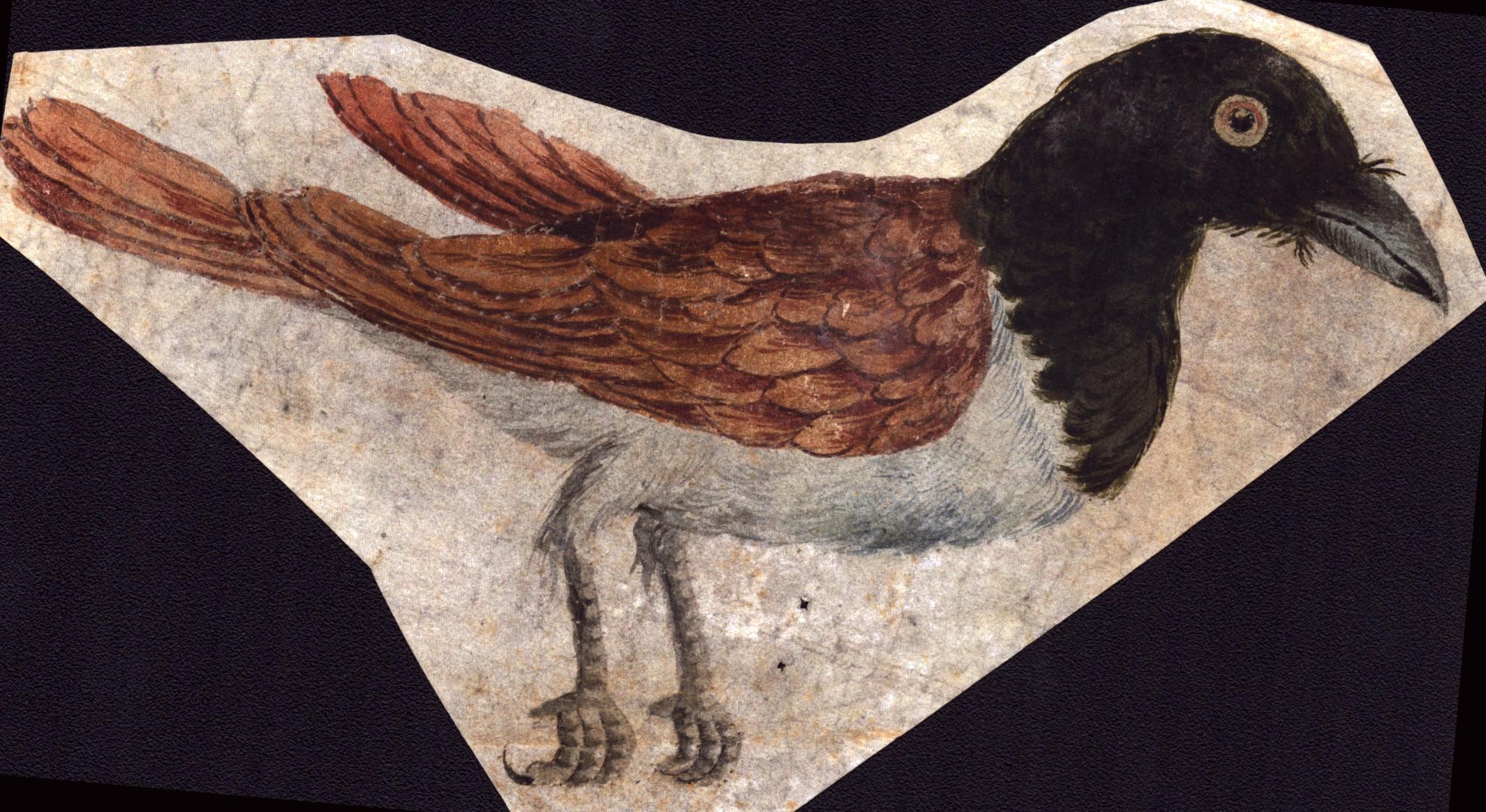 Sei fogli con studi di diversi uccelli