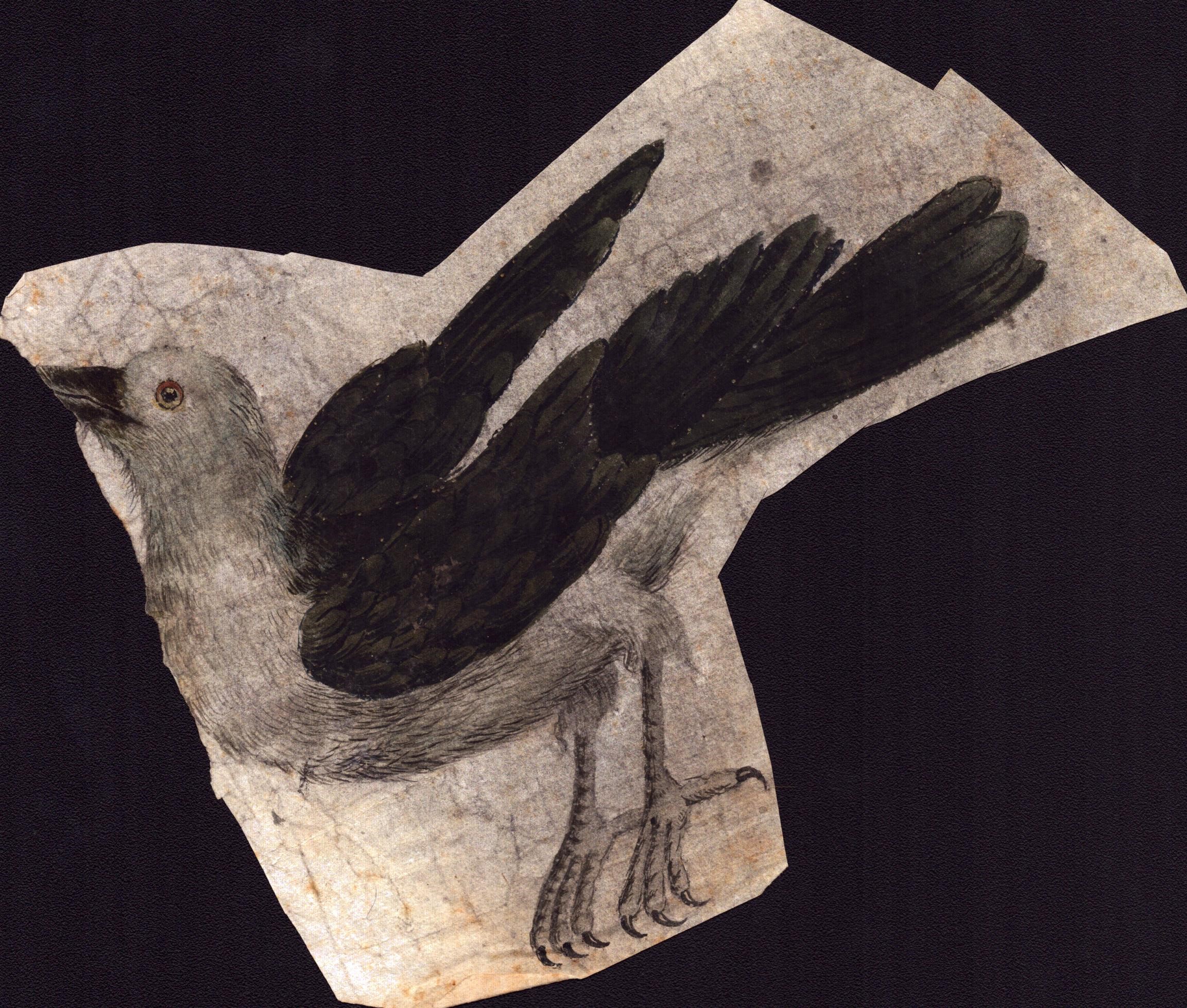 Sei fogli con studi di diversi uccelli