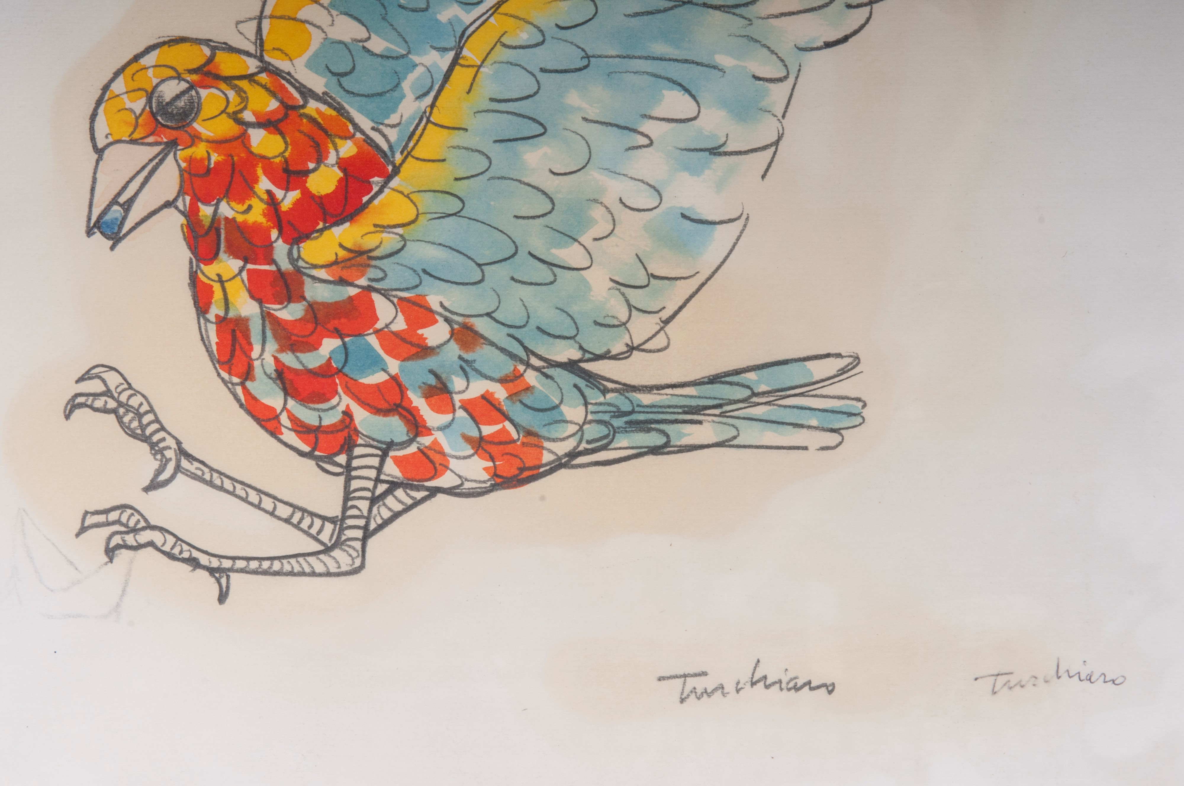 Piccione, multiplo su carta