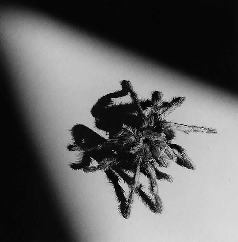 Tarantula