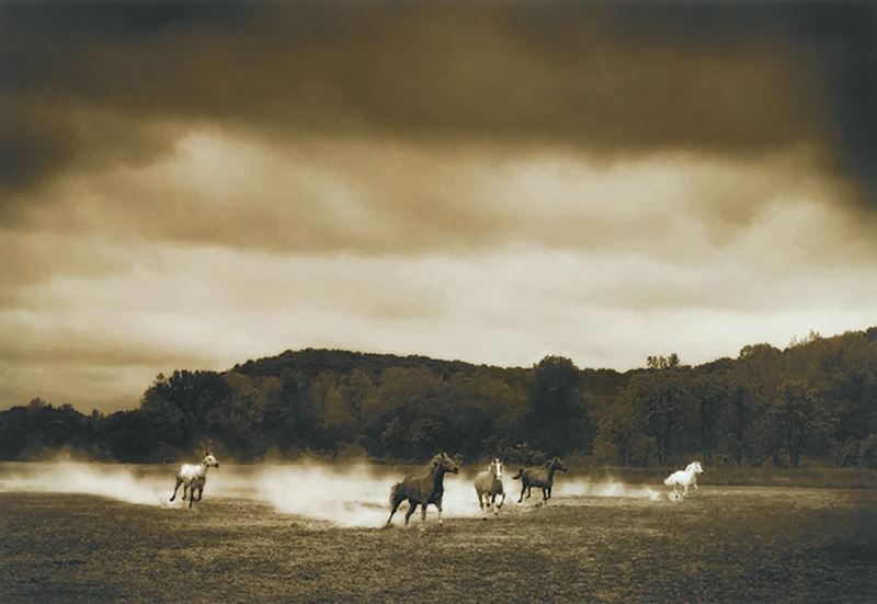 Horses #296