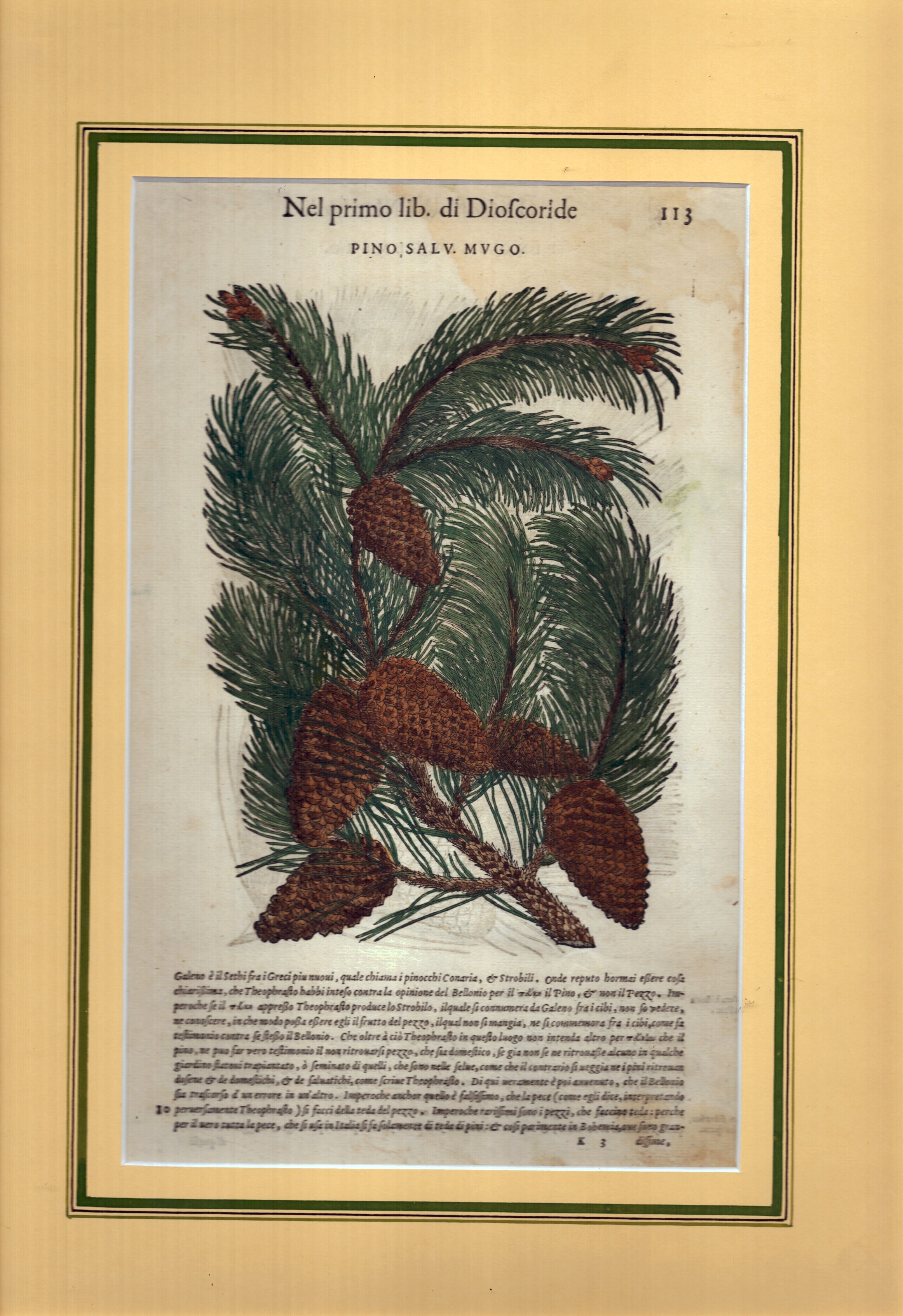 Pino salv. Mugo | Cipresso