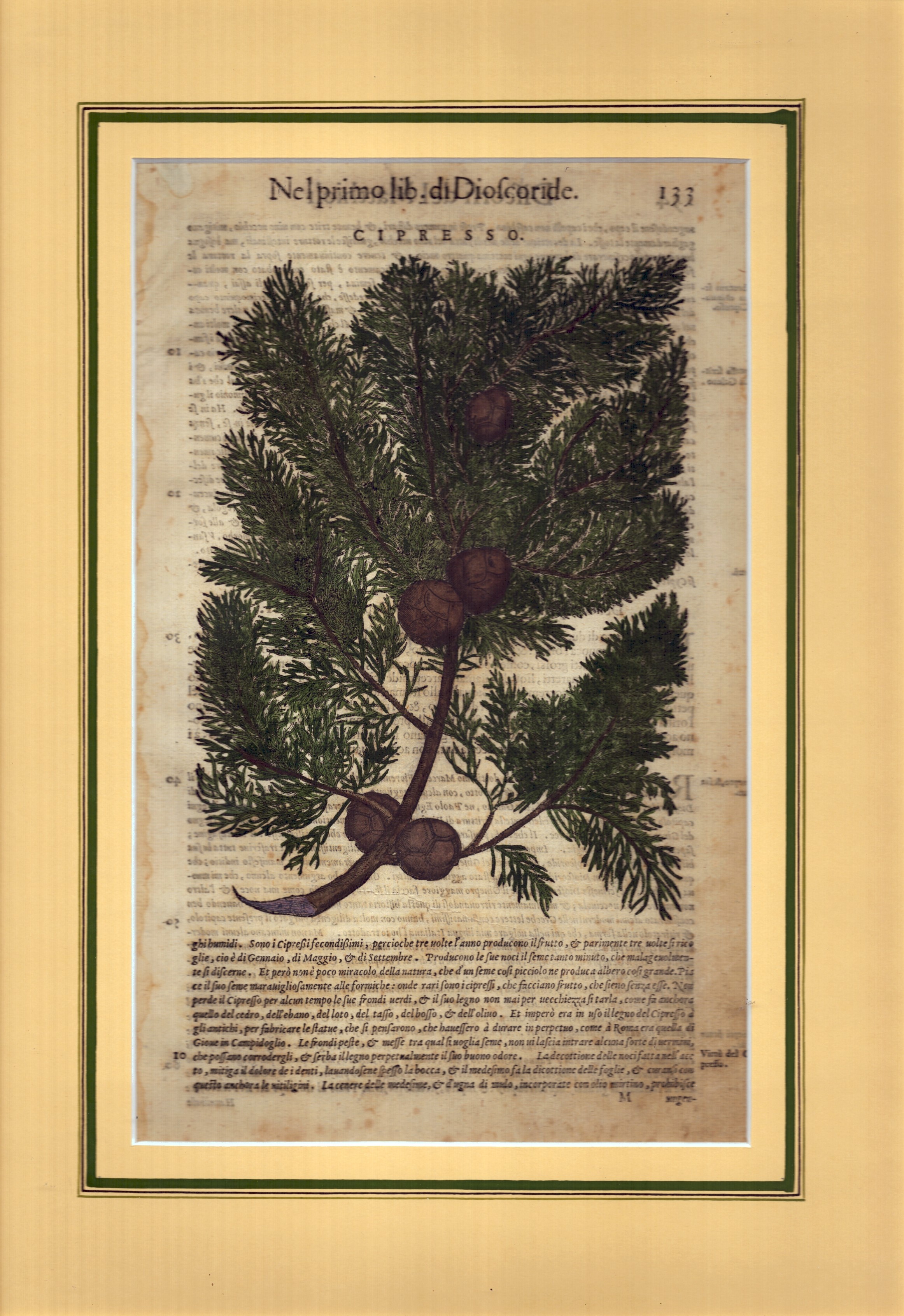 Pino salv. Mugo | Cipresso