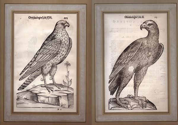 Ulisse Aldrovandi - Ornithologia