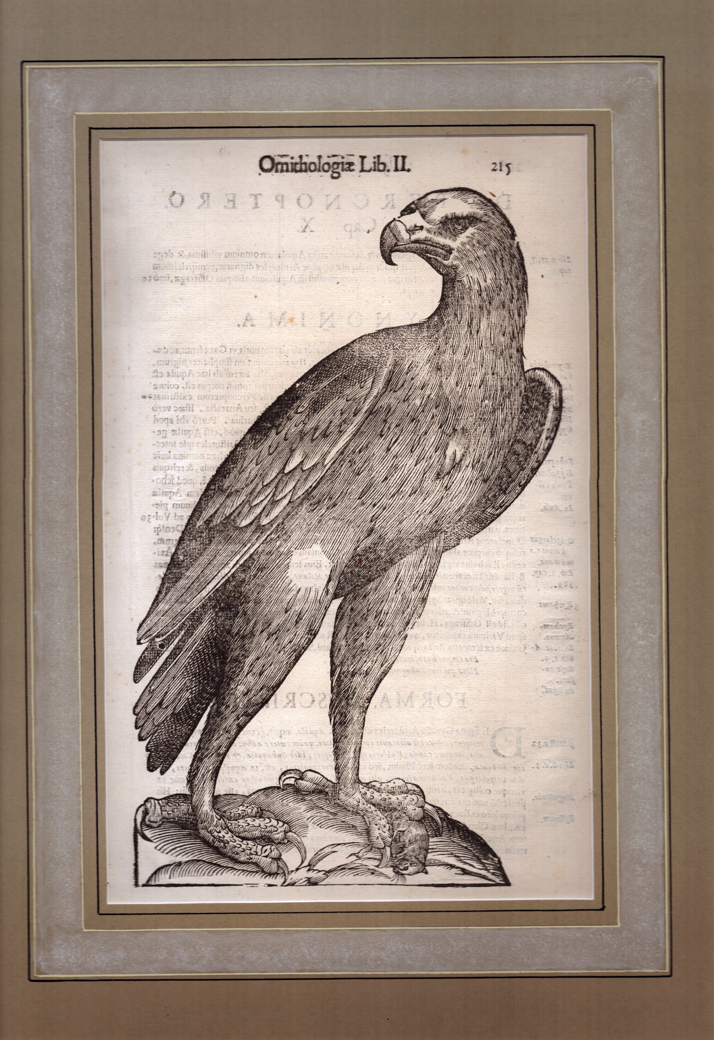 Ornithologia