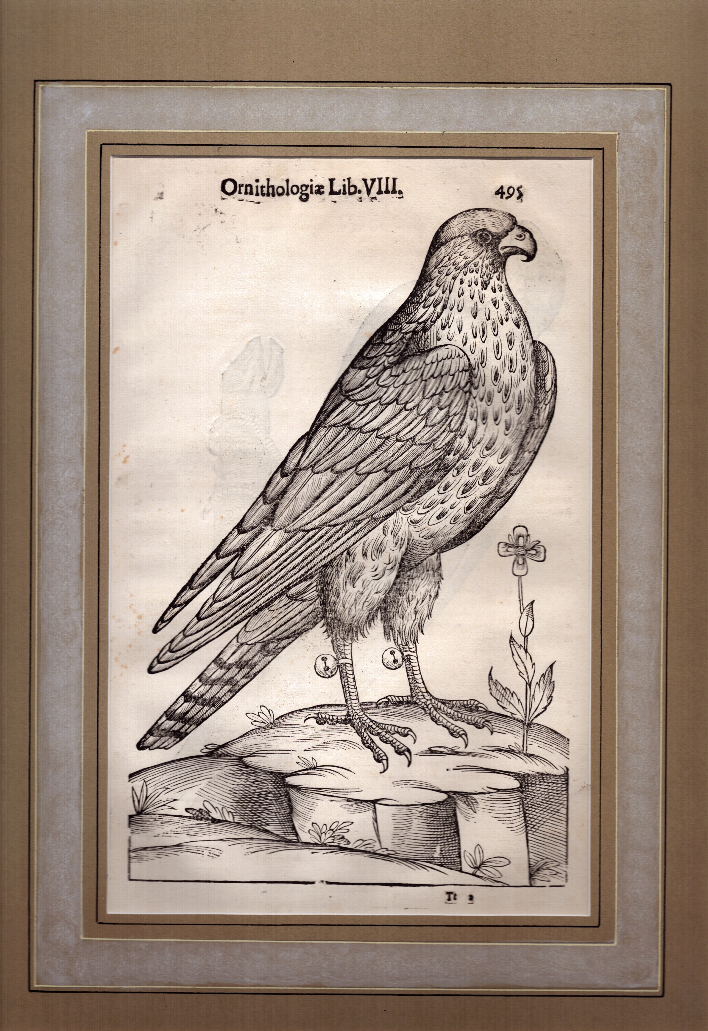 Ornithologia