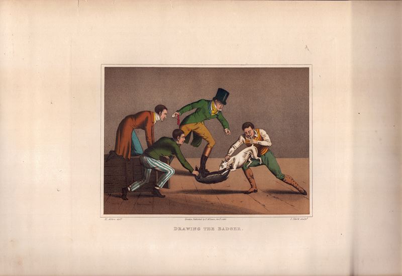 Henry Alken - Bull Biting | Cock Fighting | Drawing The Badger | Bear Biting | Pigeon Match