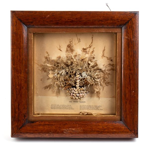 Still life in seaweed and shells