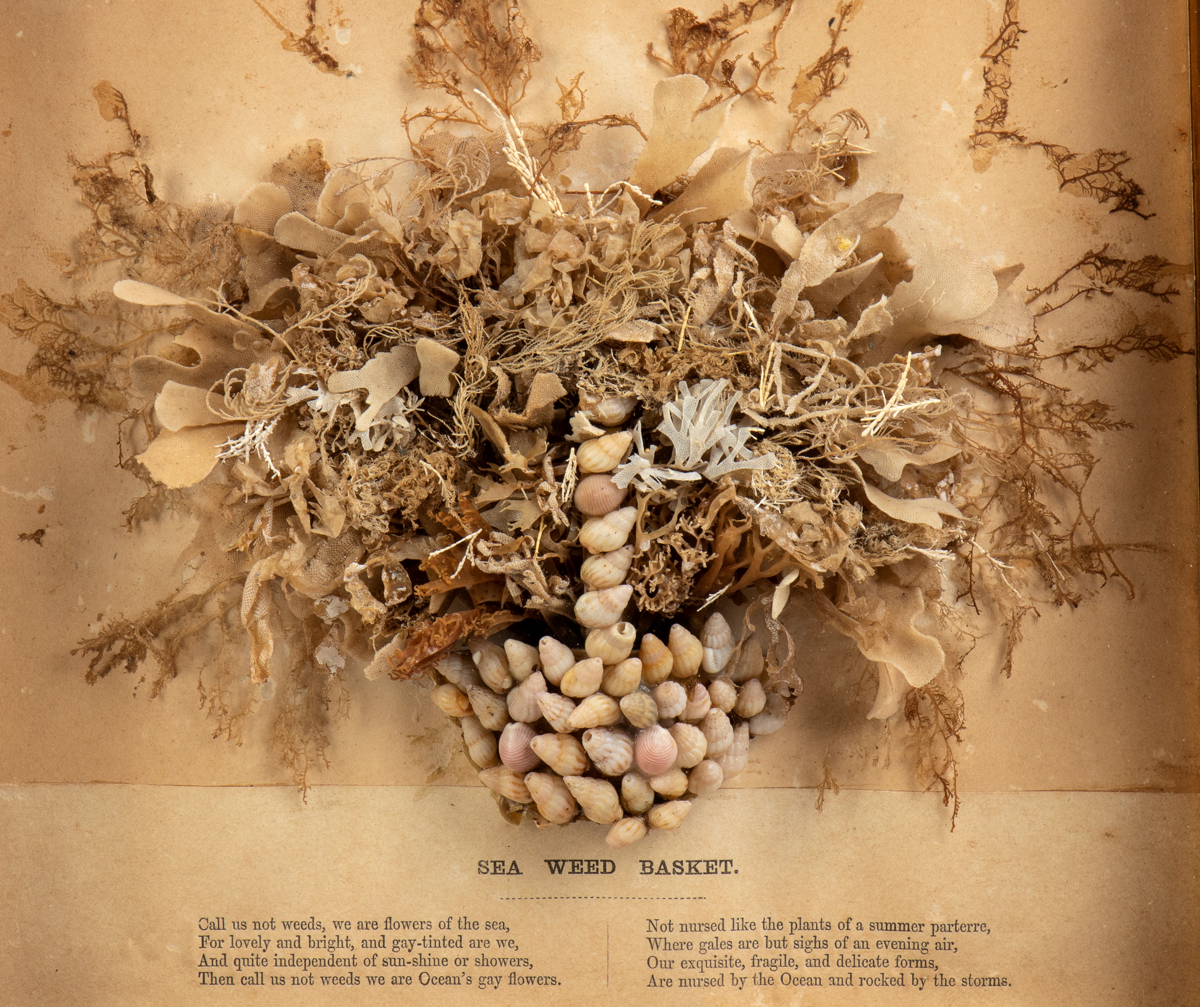 Natura morta in alghe e conchiglie, XIX secolo