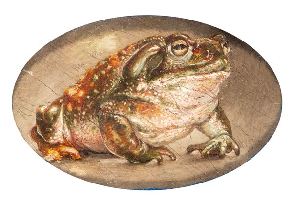 Artista naturalista, XVIII-XIX secolo - Rospo