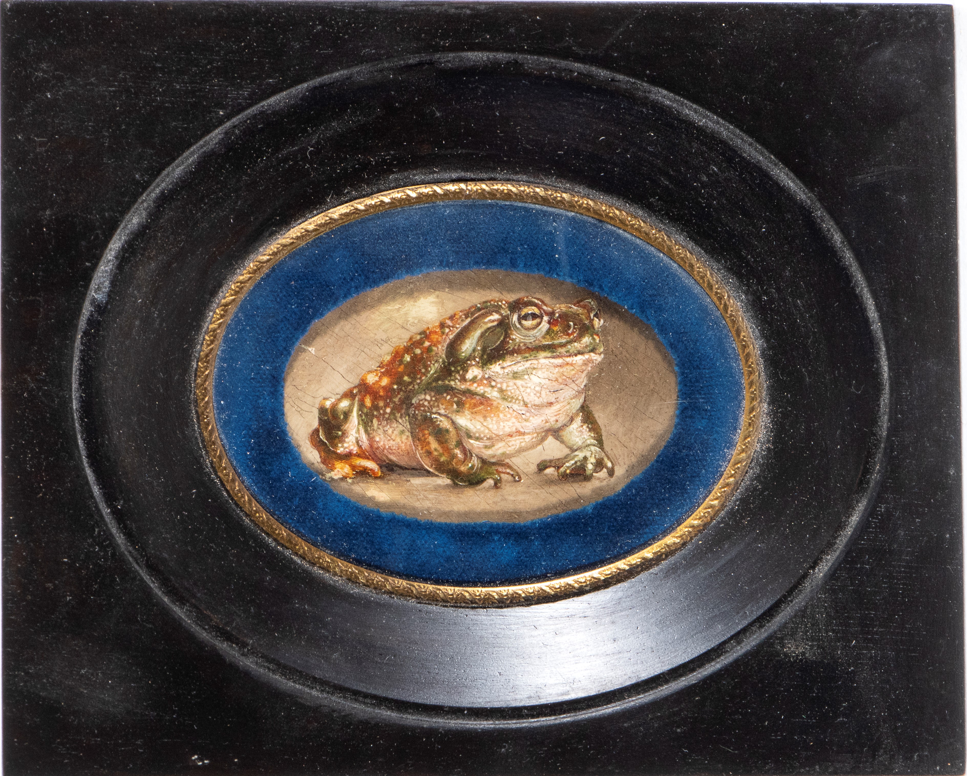 Artista Naturalista, XVIII-XIX Secolo - Rospo